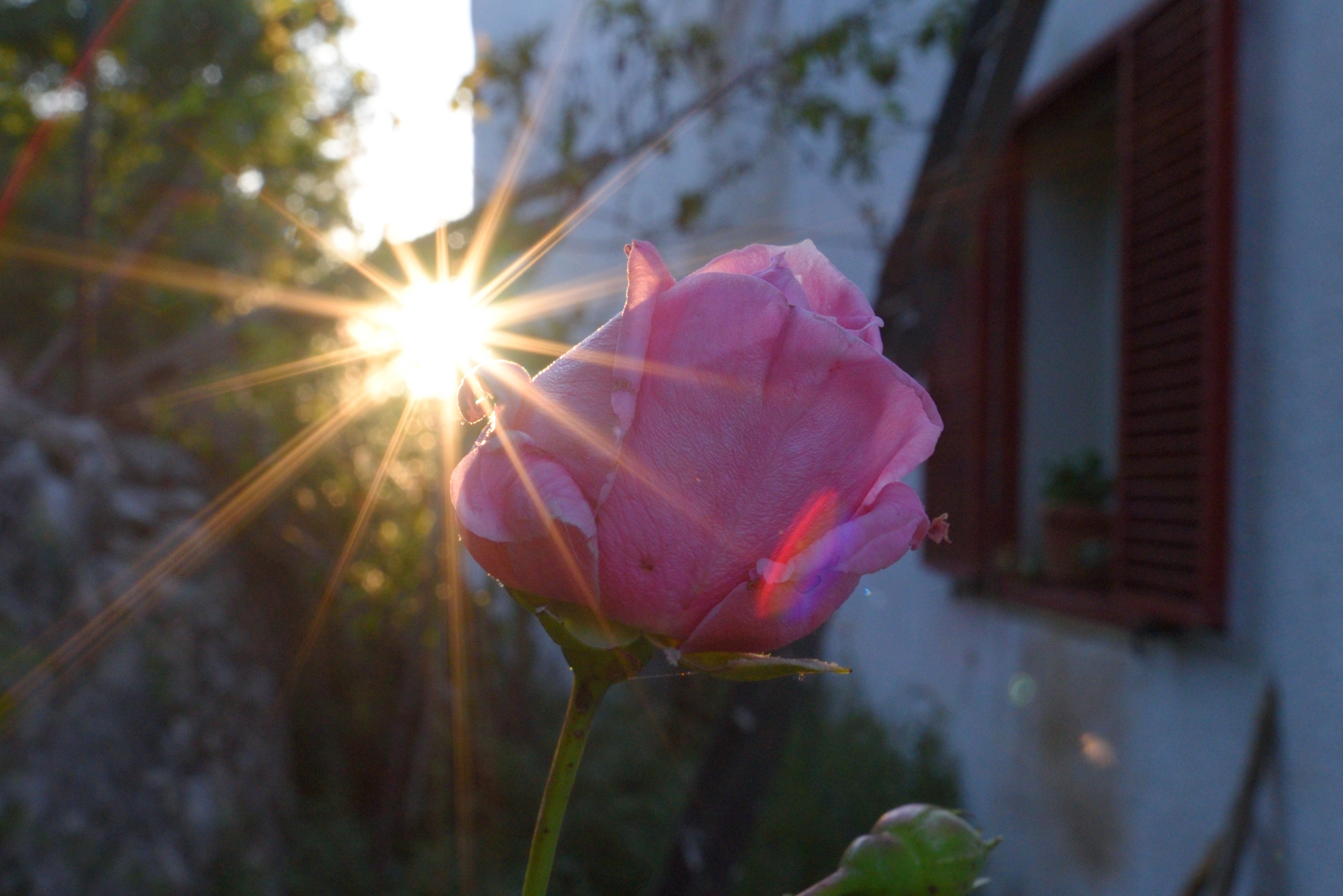 Rose kissed by sunbeams
