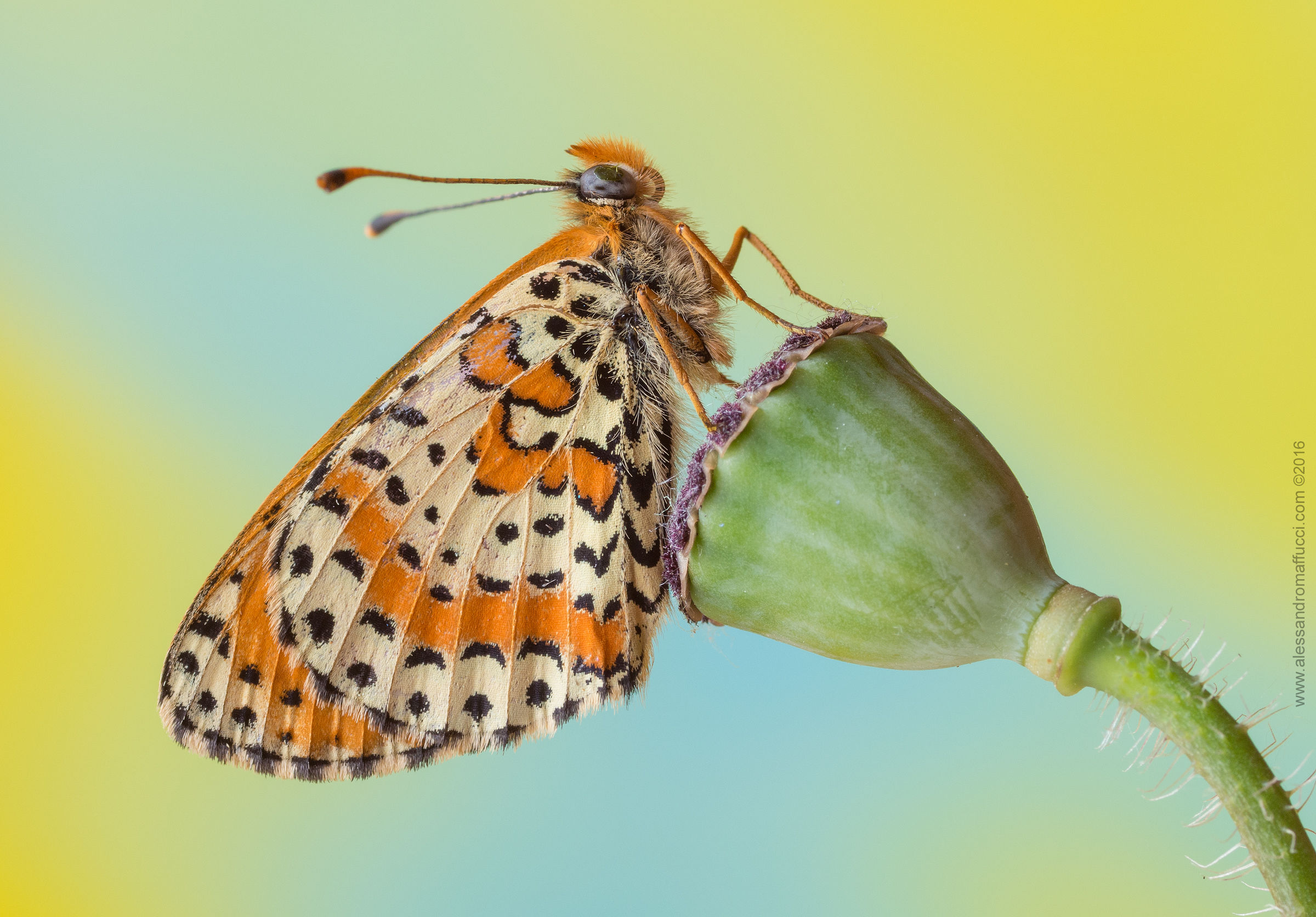 Melitaea didyma