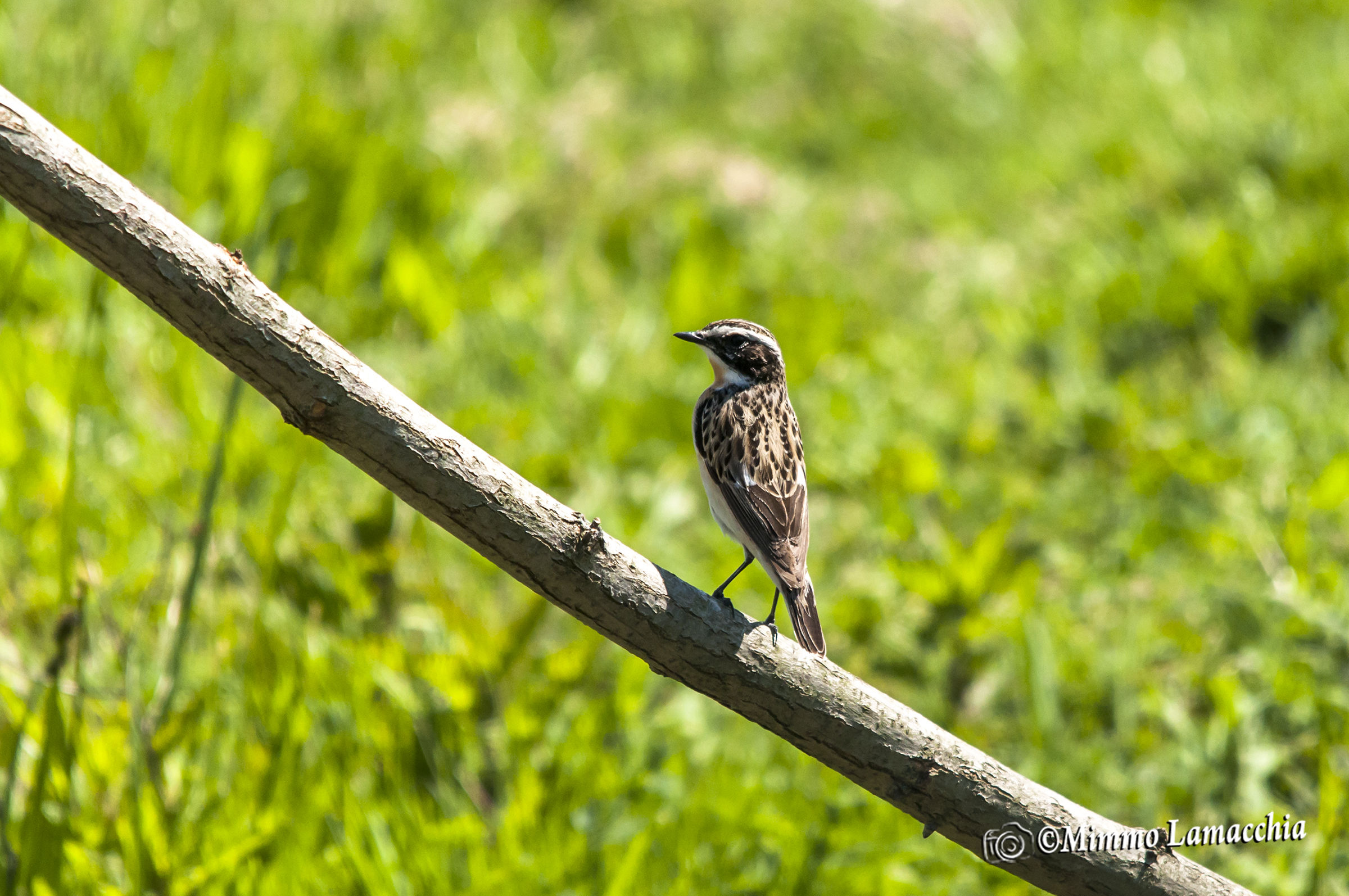 Stiaccino - Saxicola rubetra