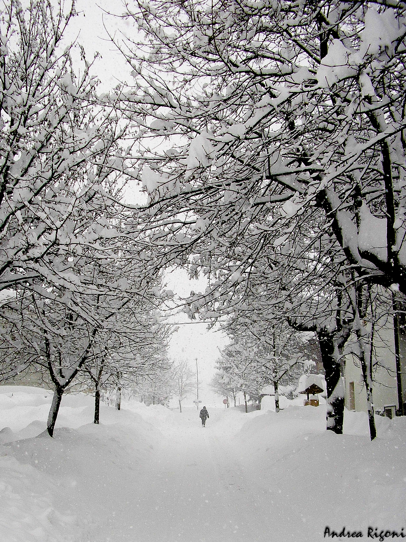 snowy avenue 2