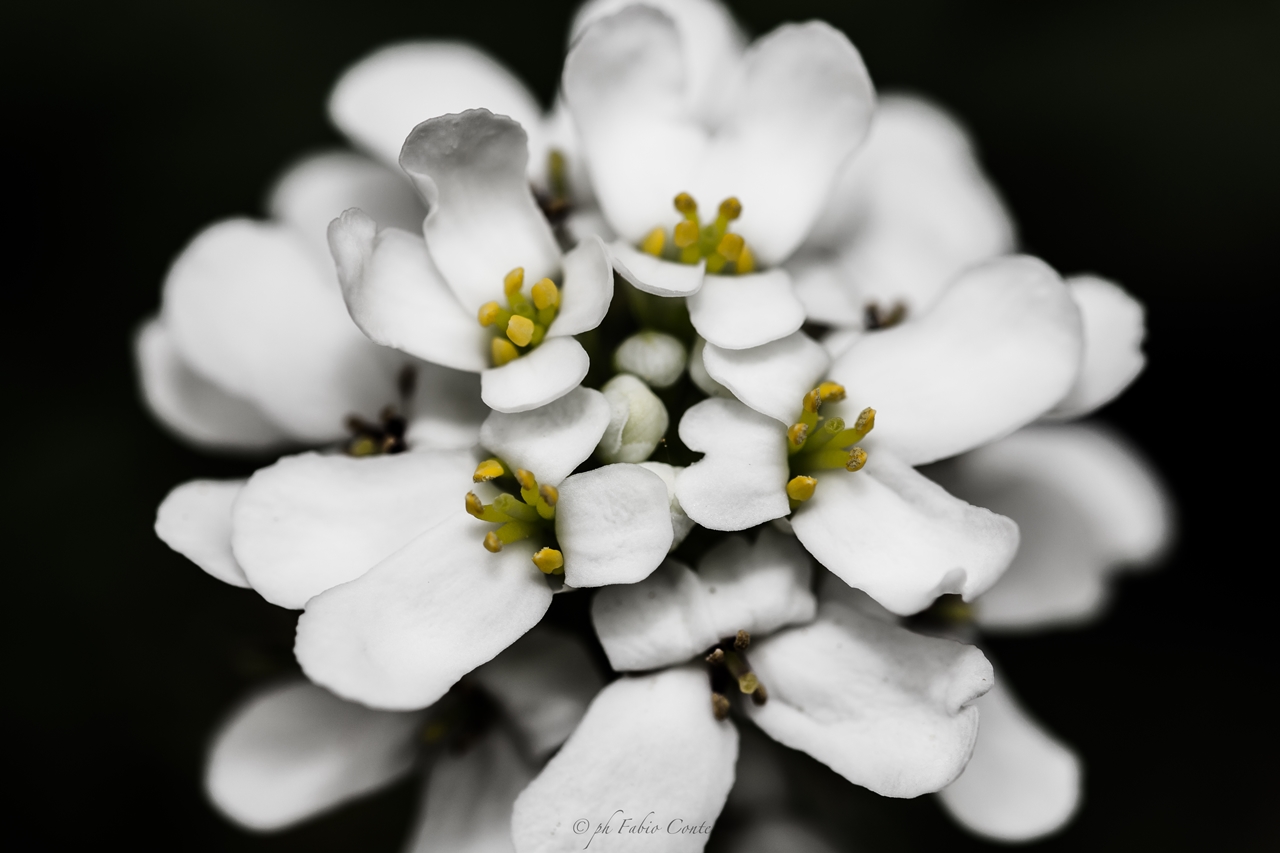 Un fiorellino bianco...