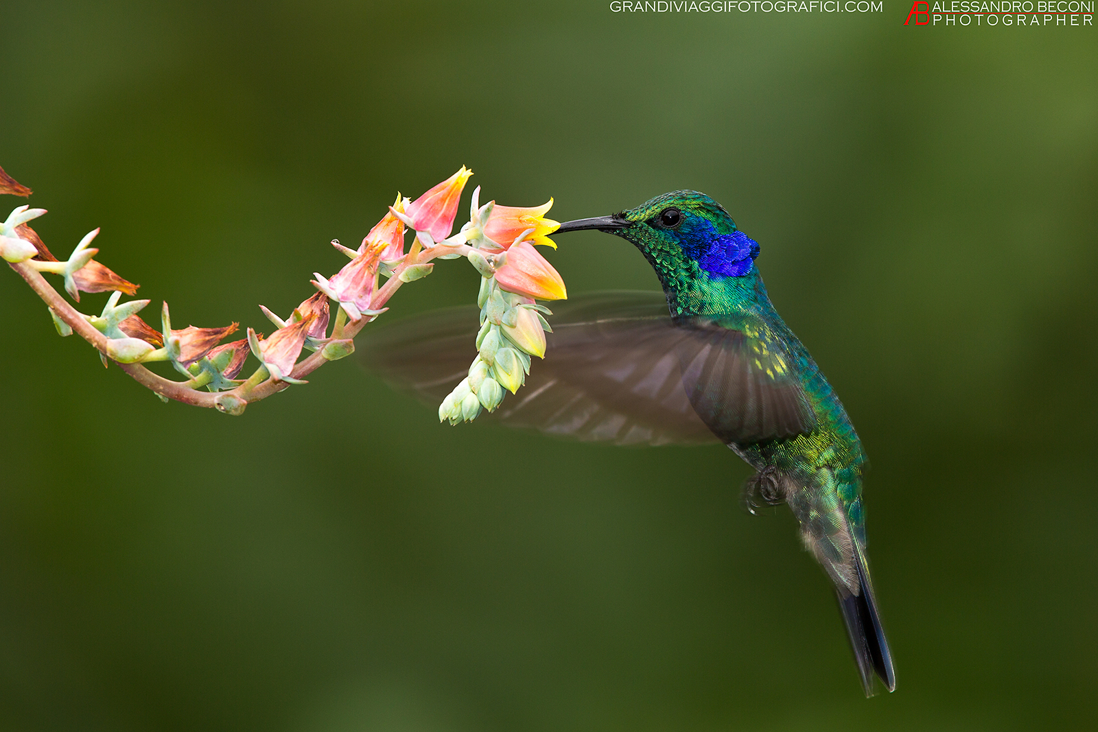 hummingbird thalassinus