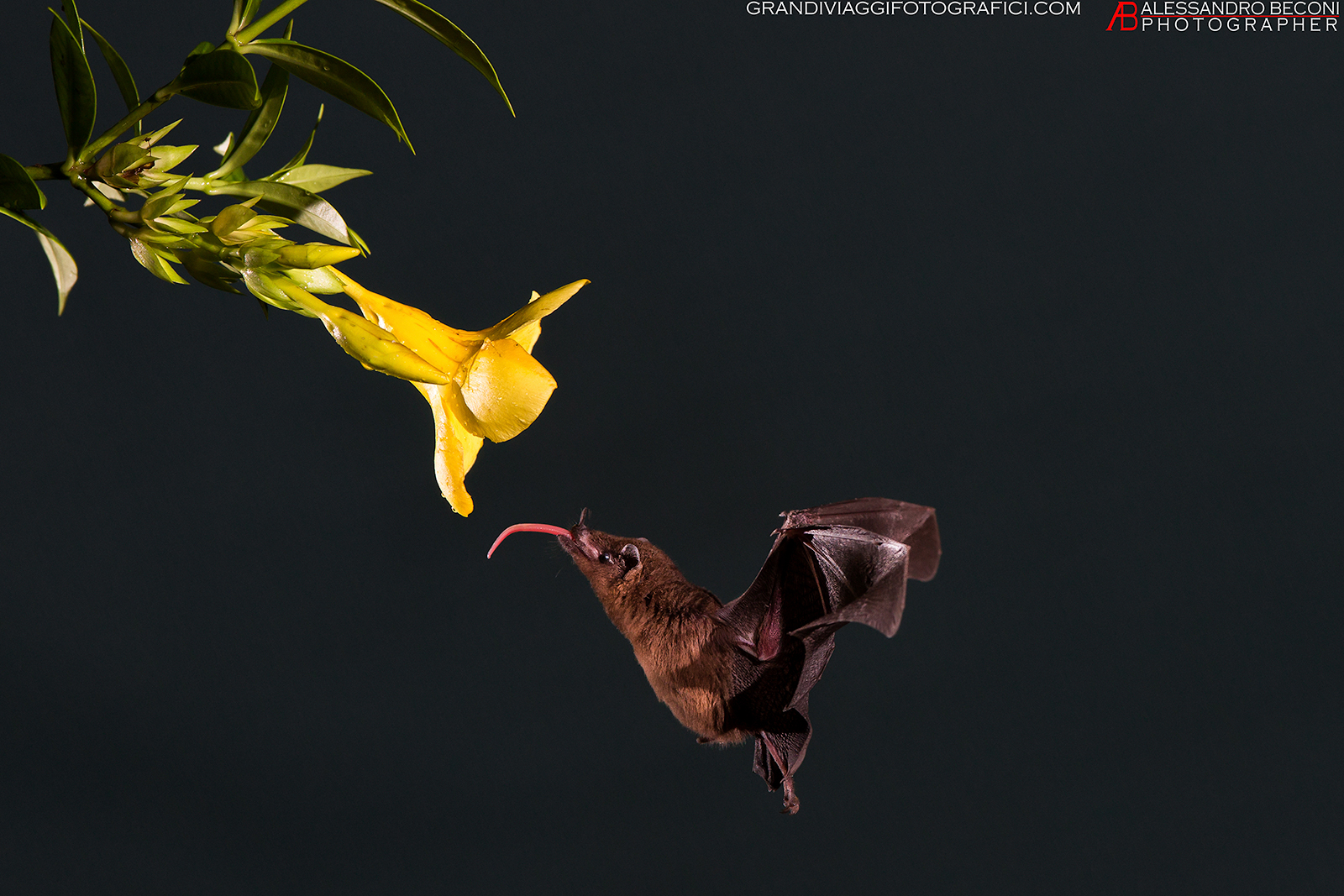 Bat-LongTongued- (glossophaga-soricina)