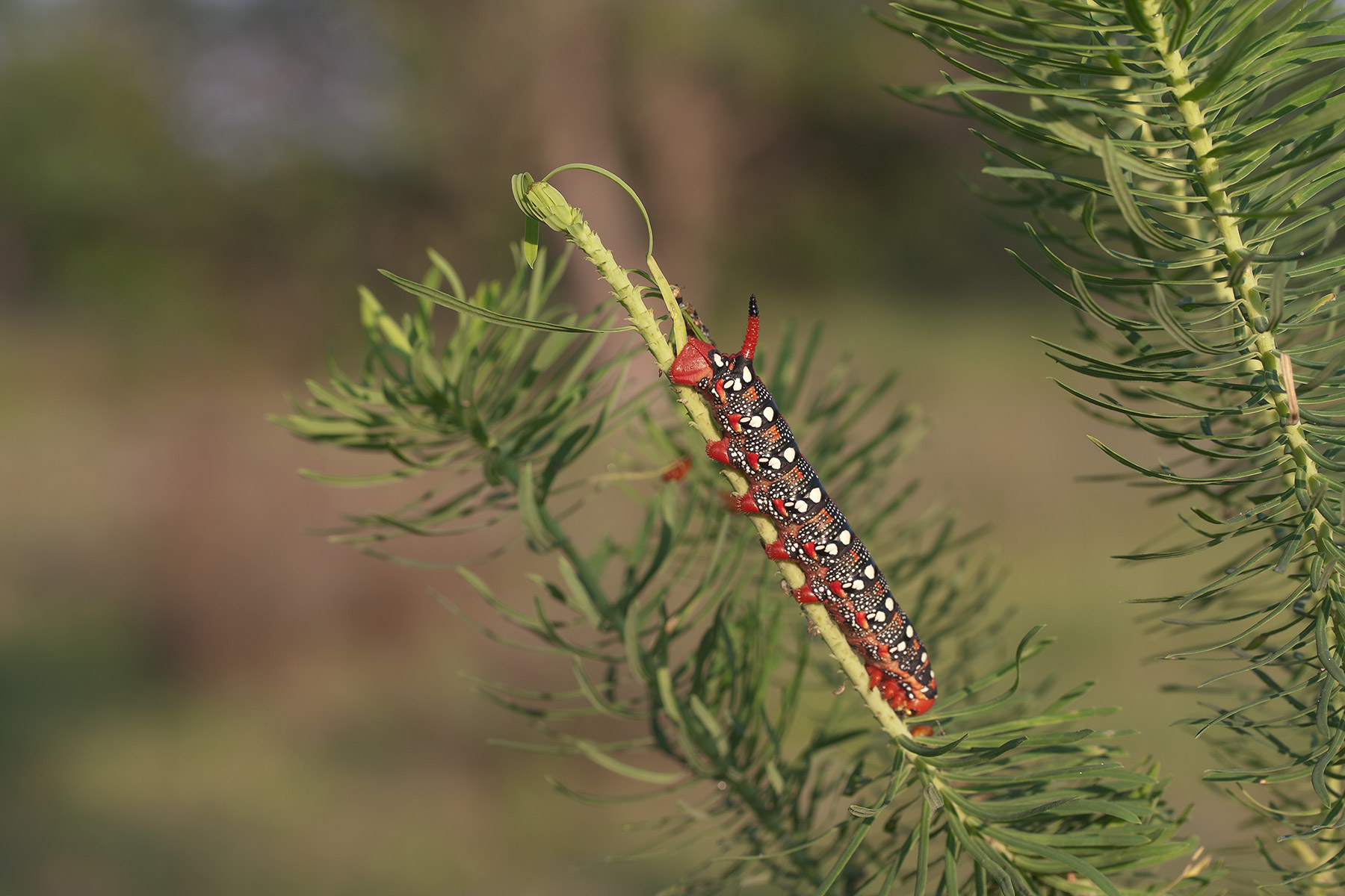 Bruco di Sfinge dell'Euforbia