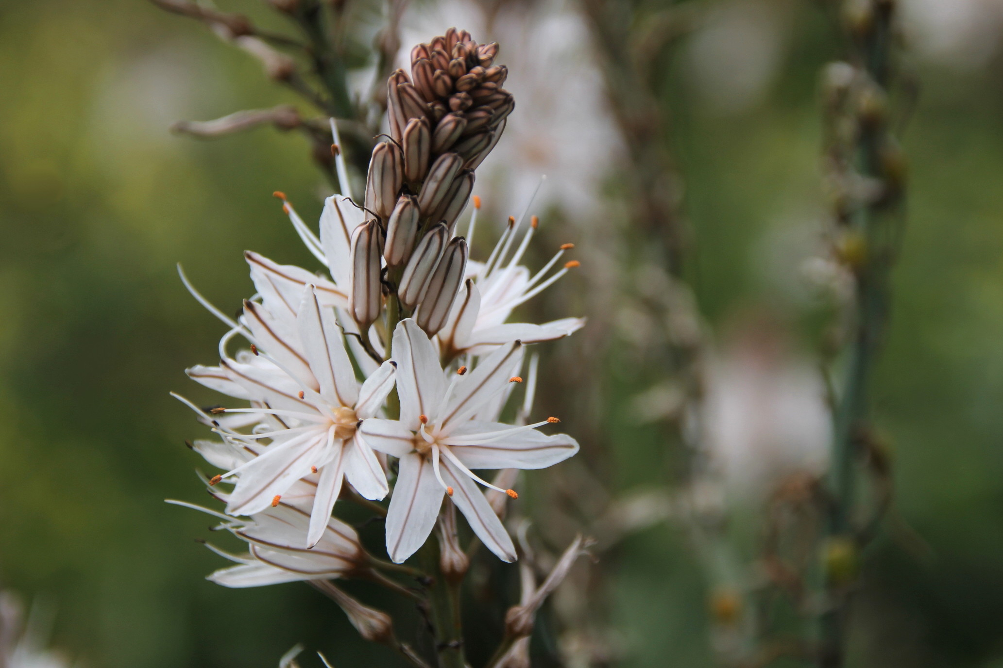 Asfodelo in fiore