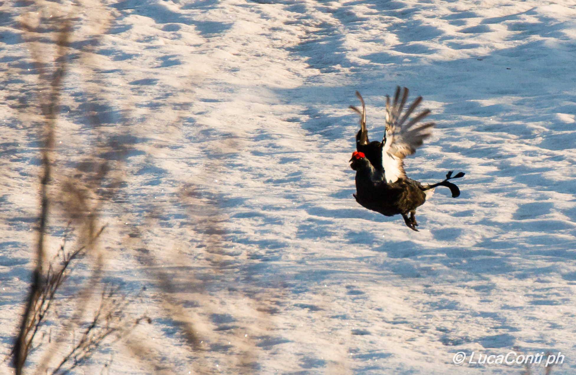 Galli Forcelli in Arena (Valsassina)