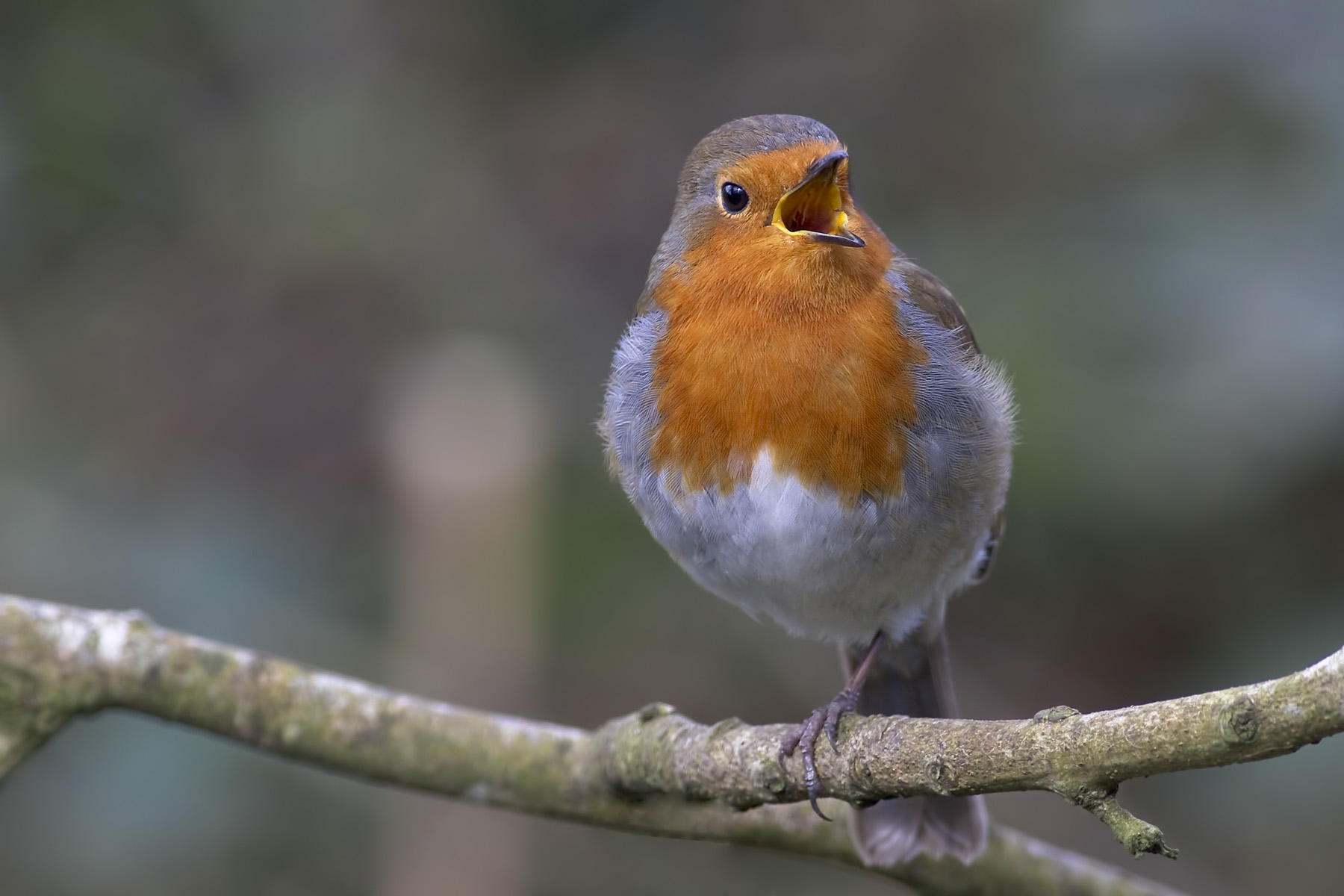 European Robin