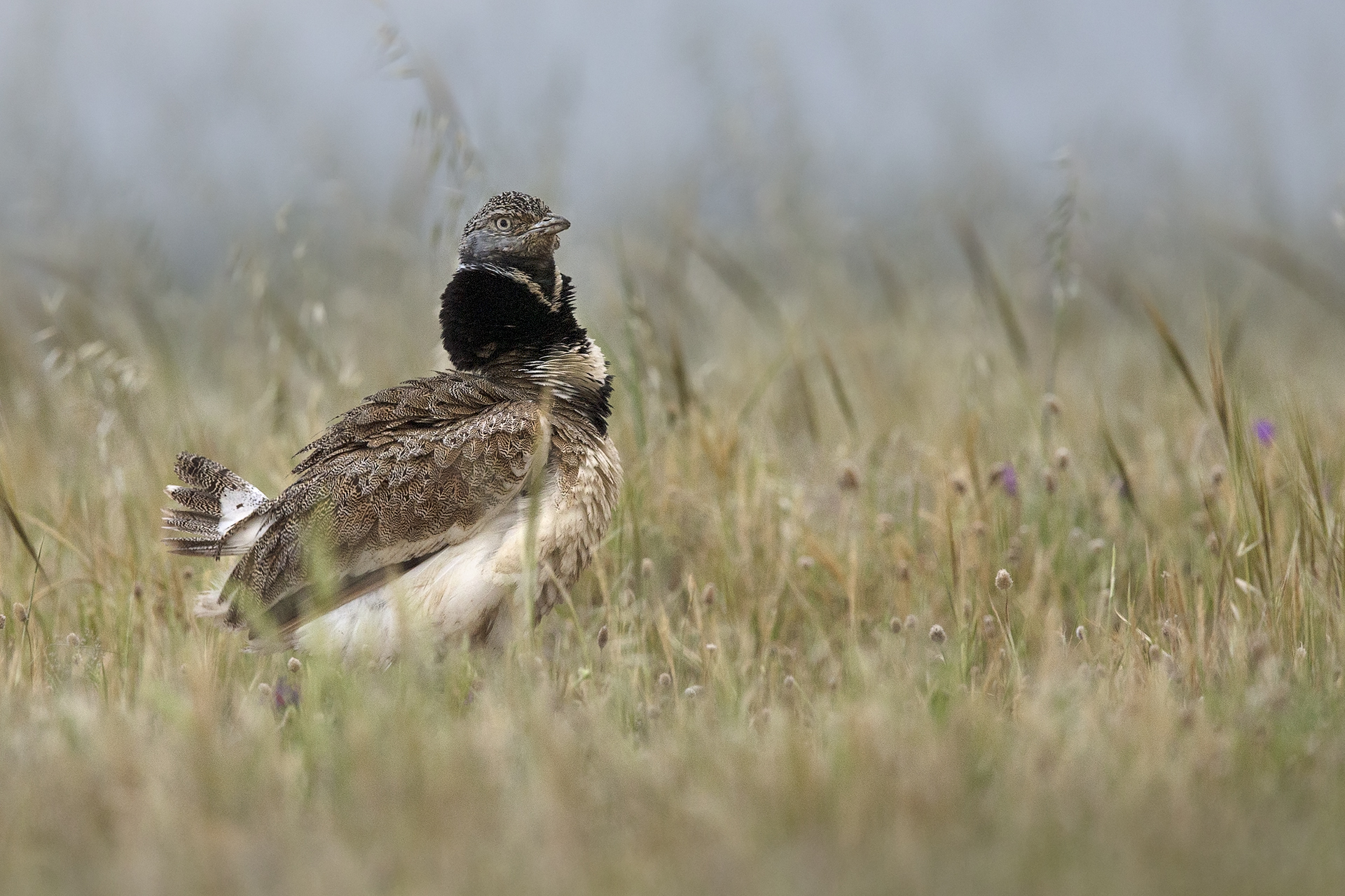 Little Bustard Piana del Coghinas (tetrax tetrax)