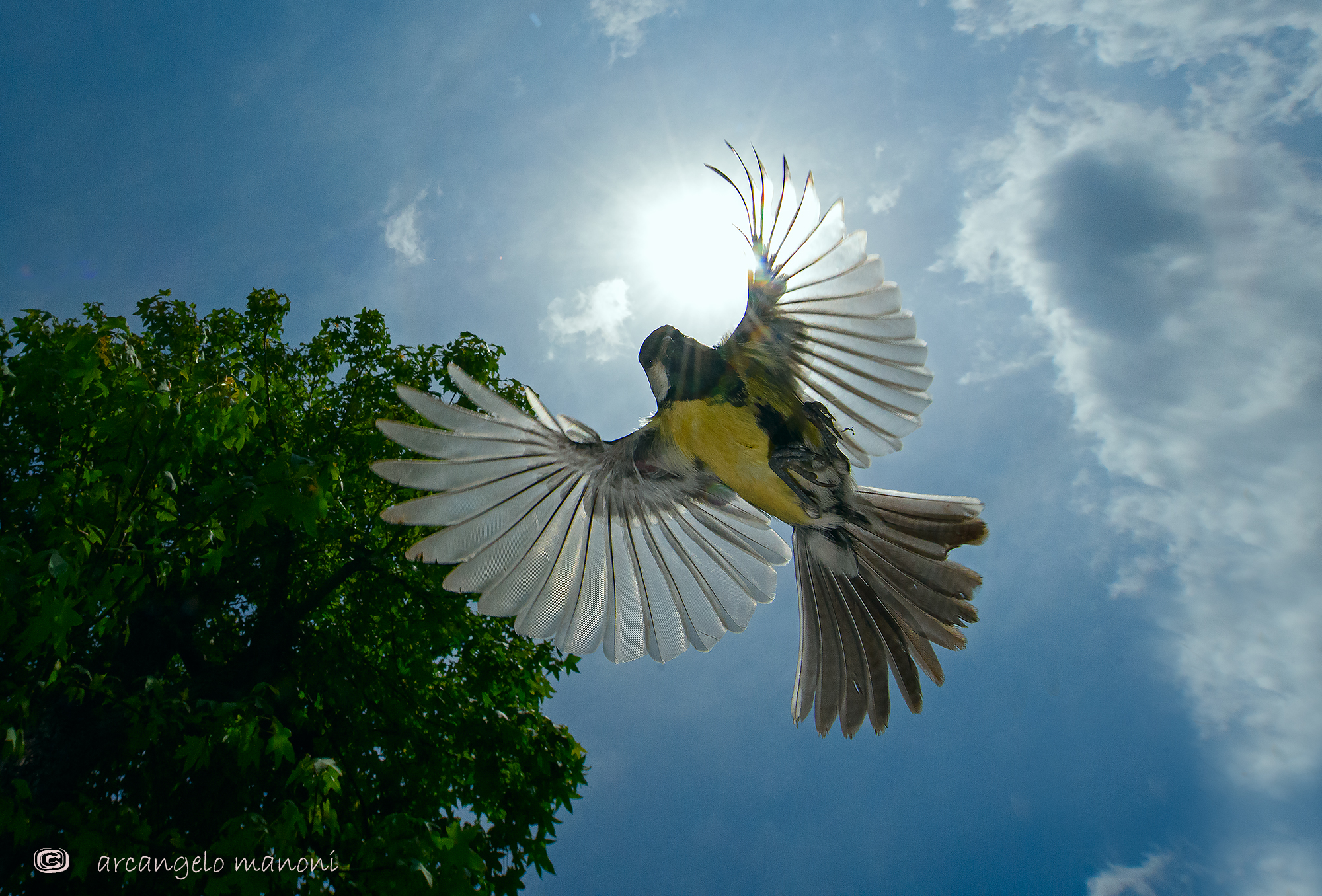 E Dio creò il cielo , la terra, la cincia e il sole