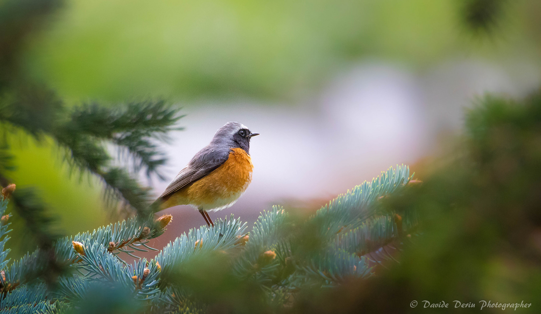 Redstart