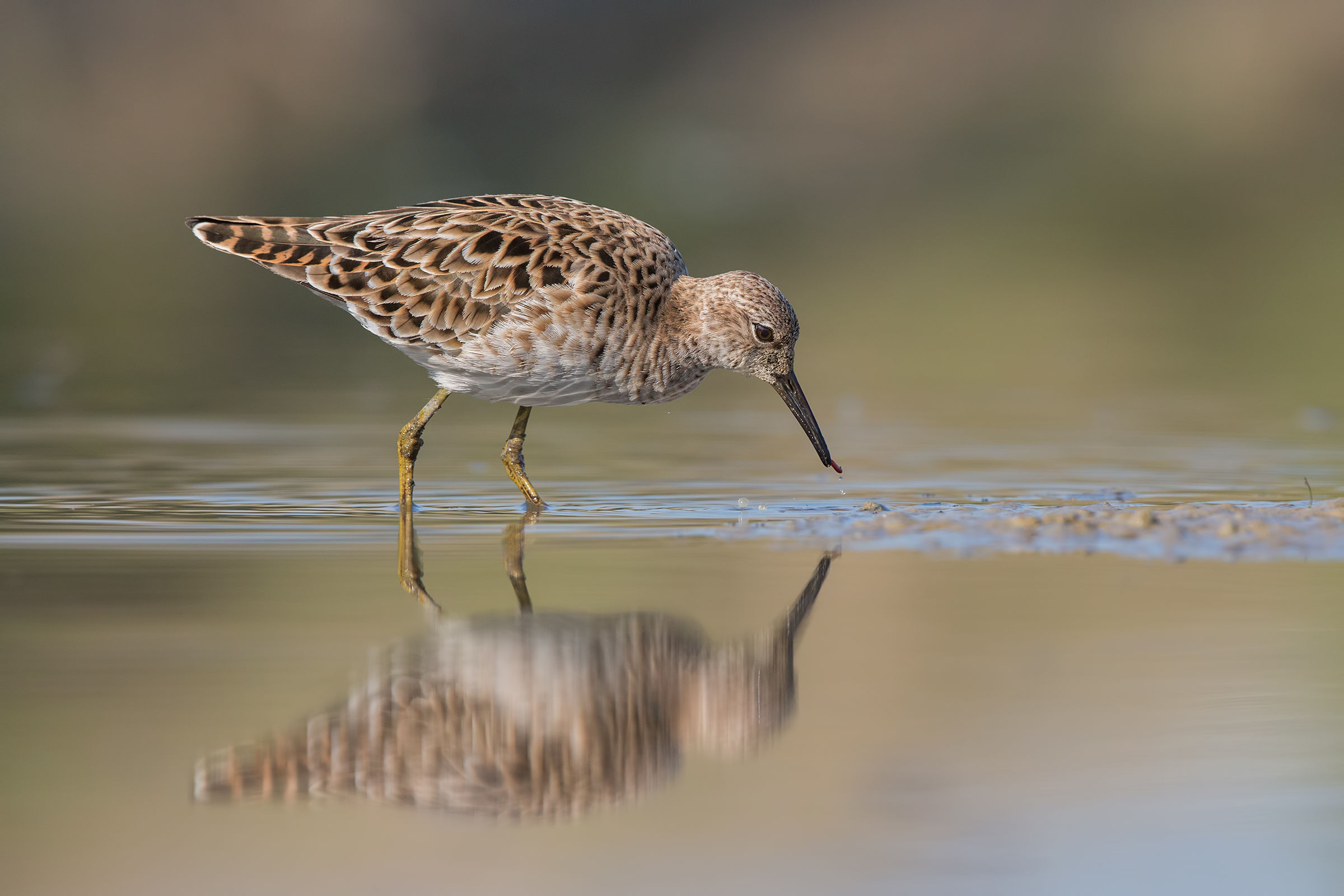 Combattente con preda