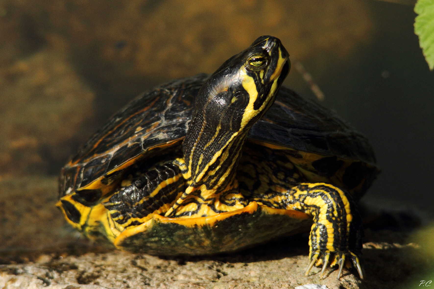 il custode del laghetto