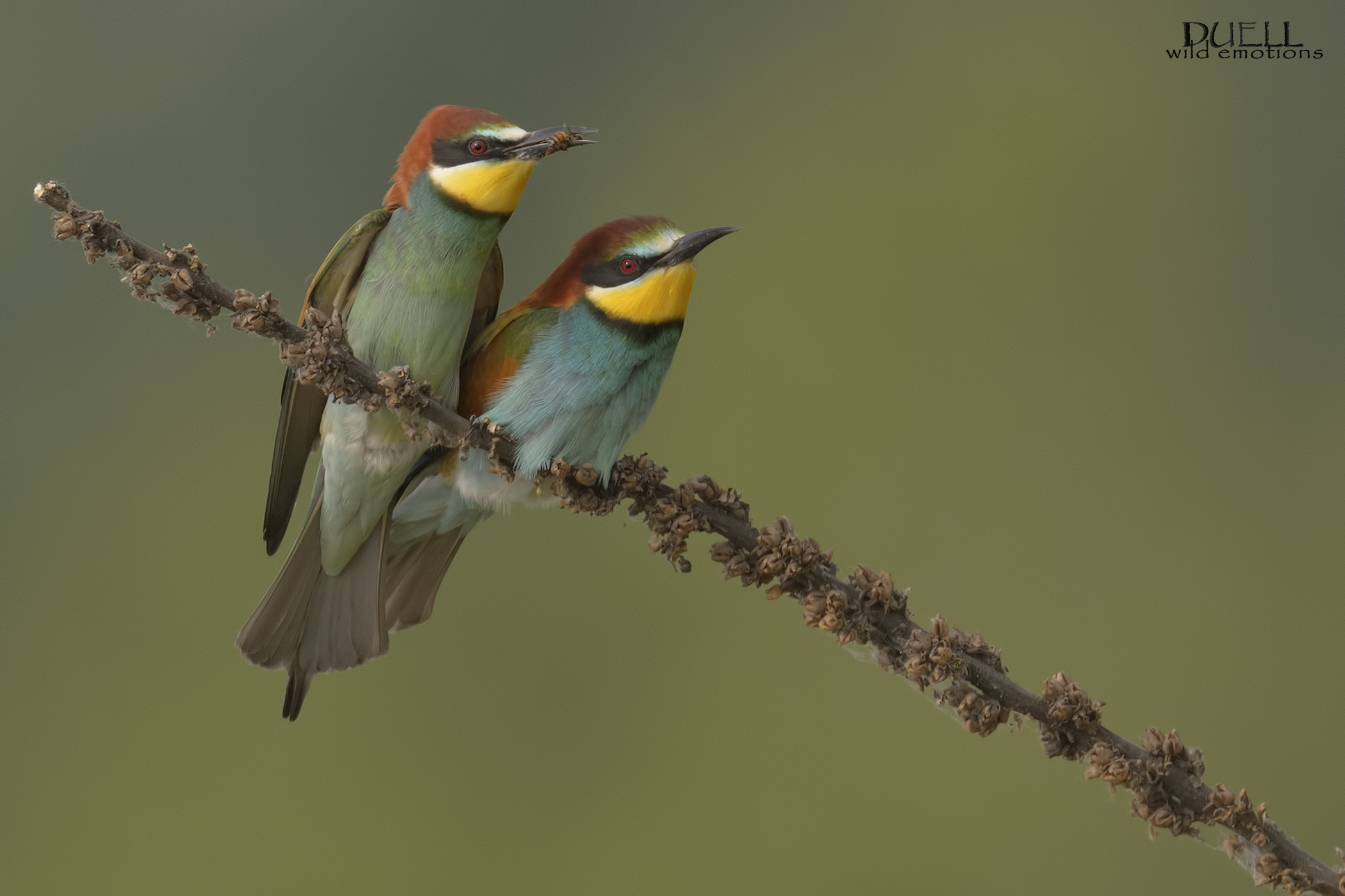 coppietta di gruccioni
