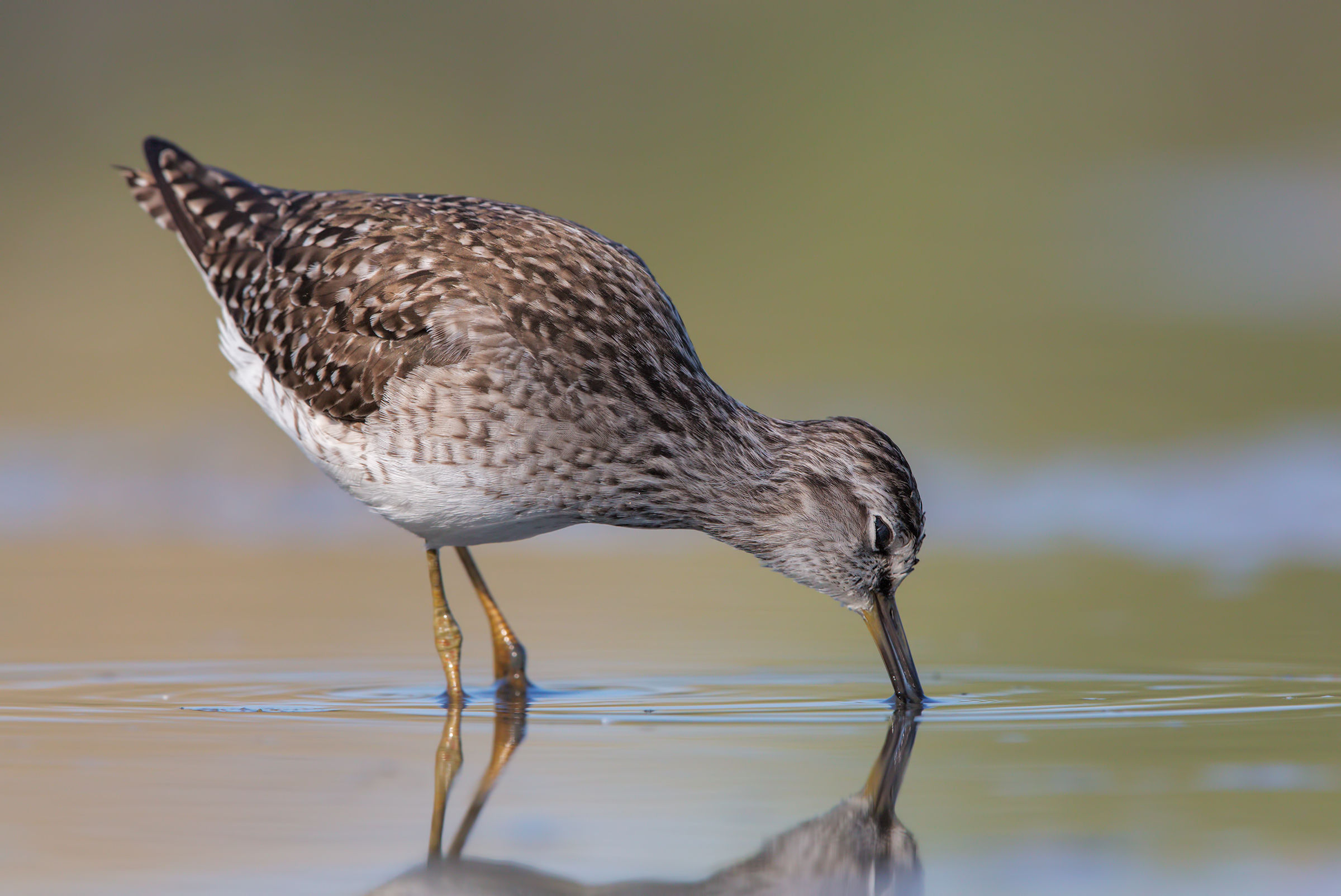 Wood Sandpiper