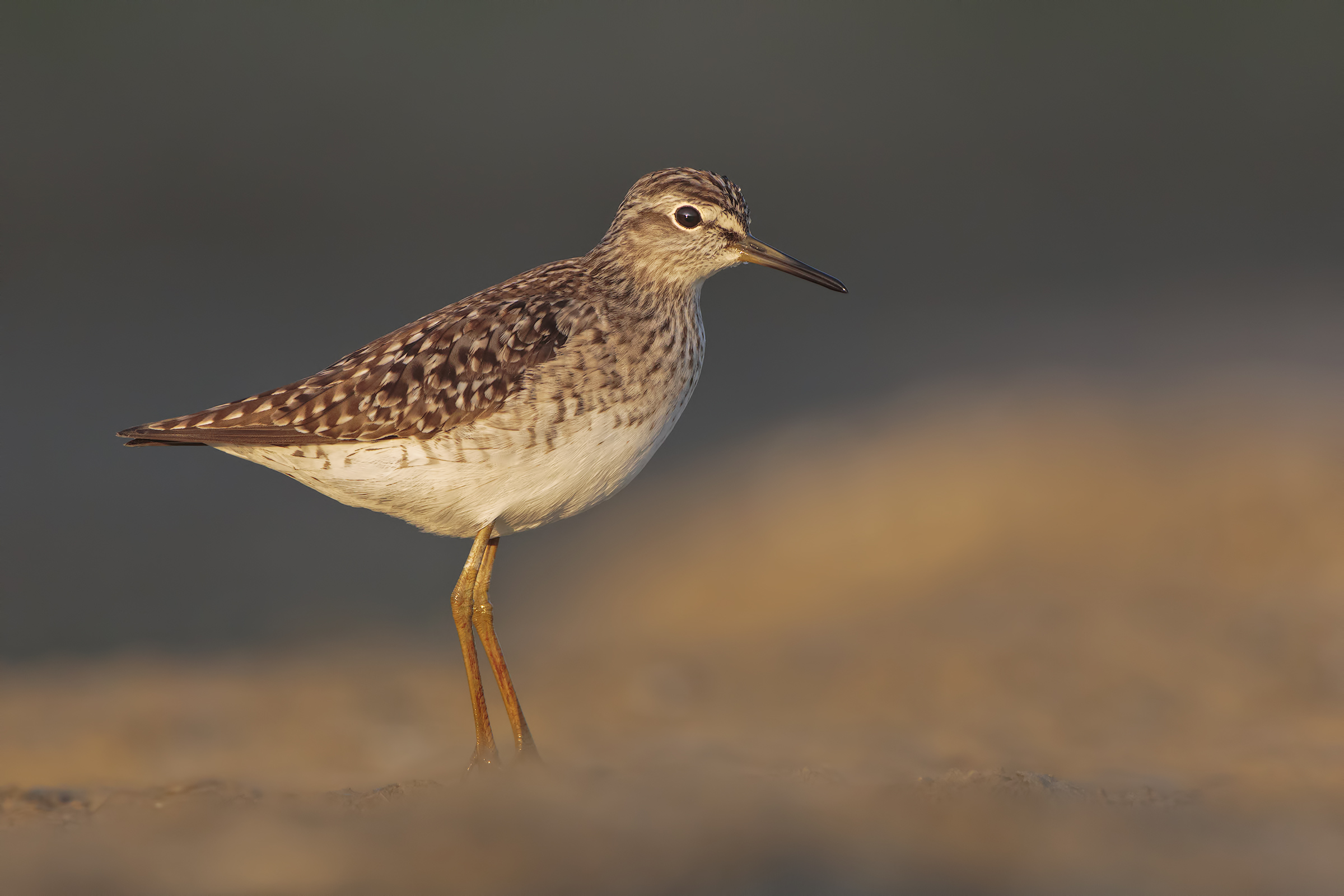 Wood Sandpiper
