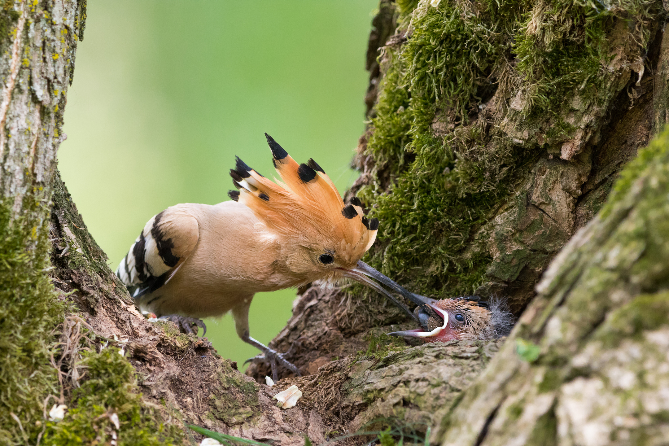 Hoopoe: The cue!