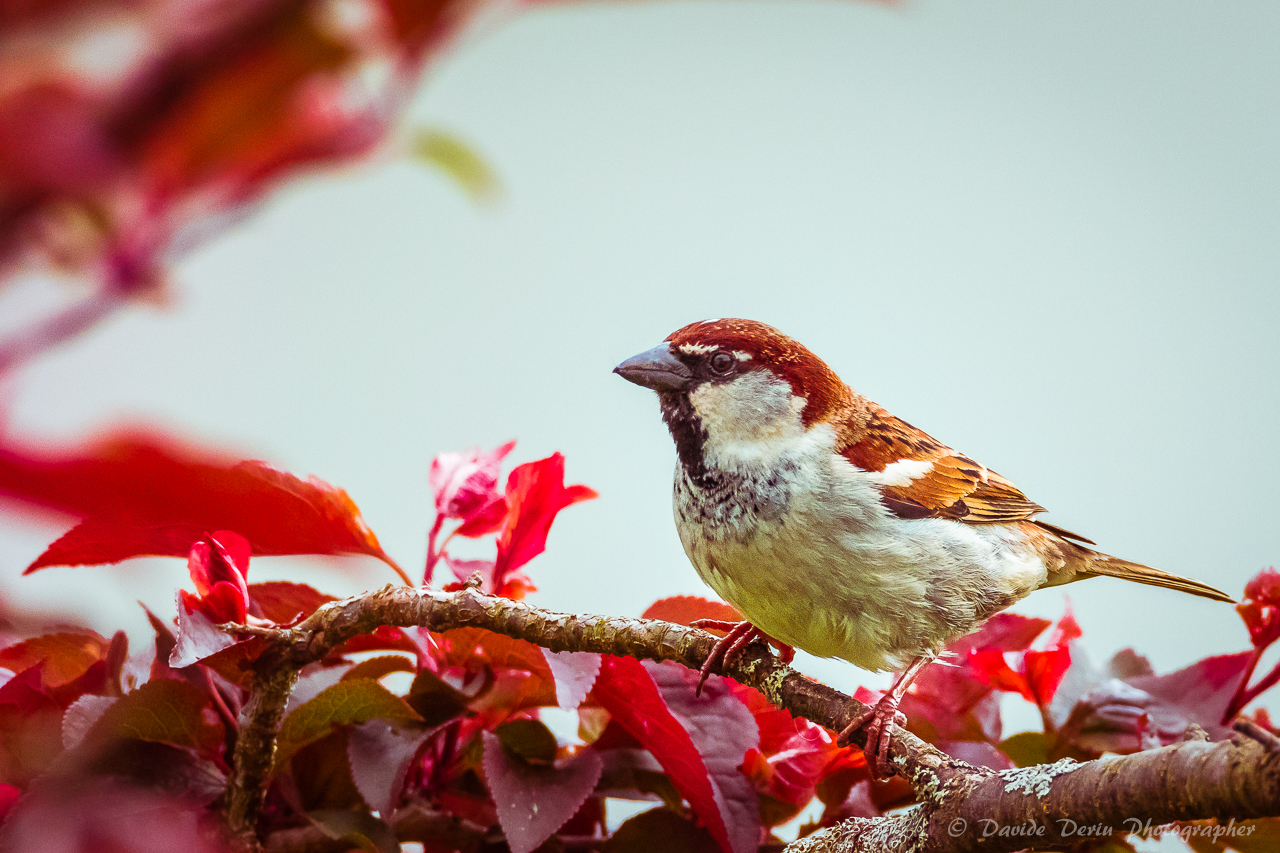 stories of sparrows and red leaves