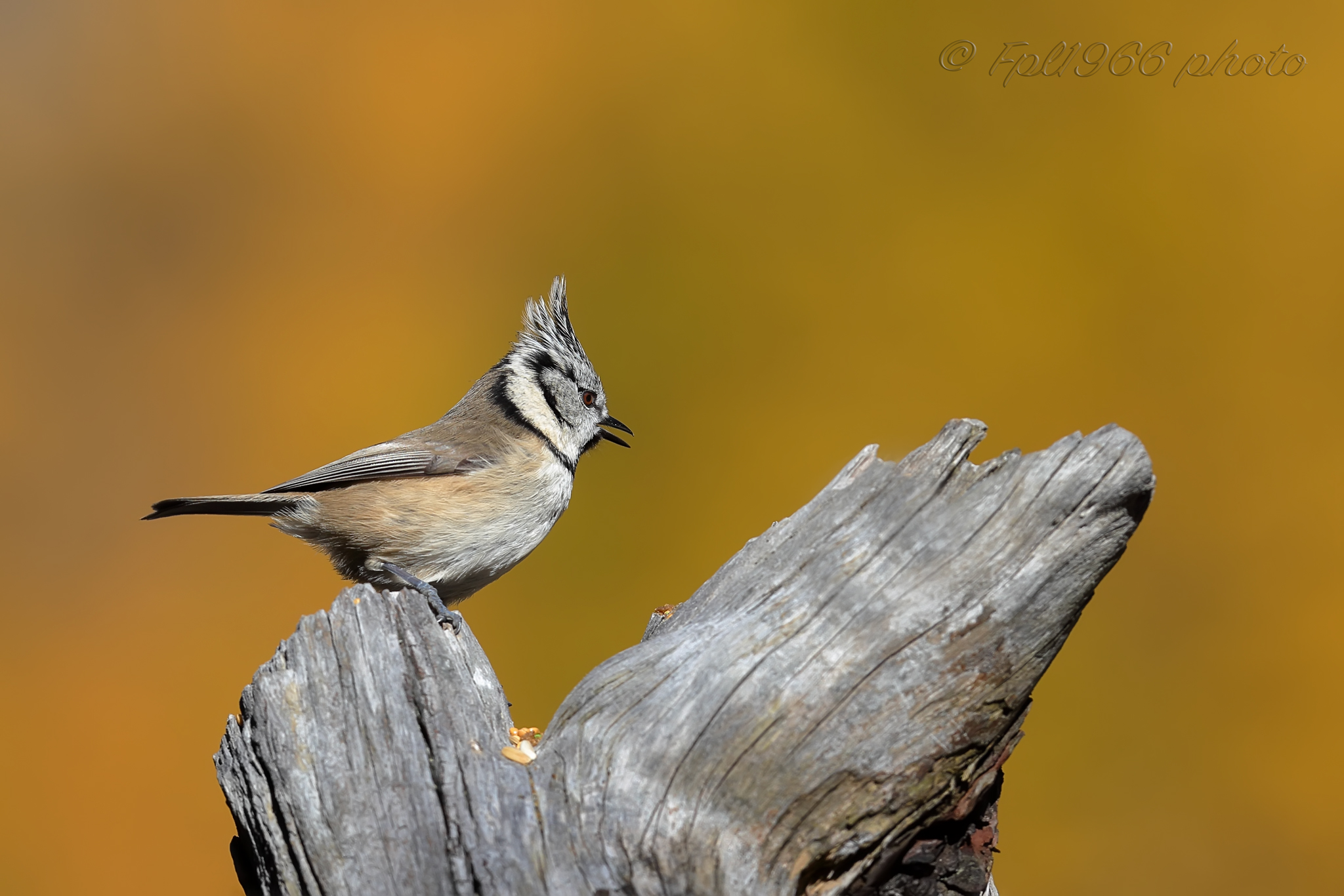 Crested Tit