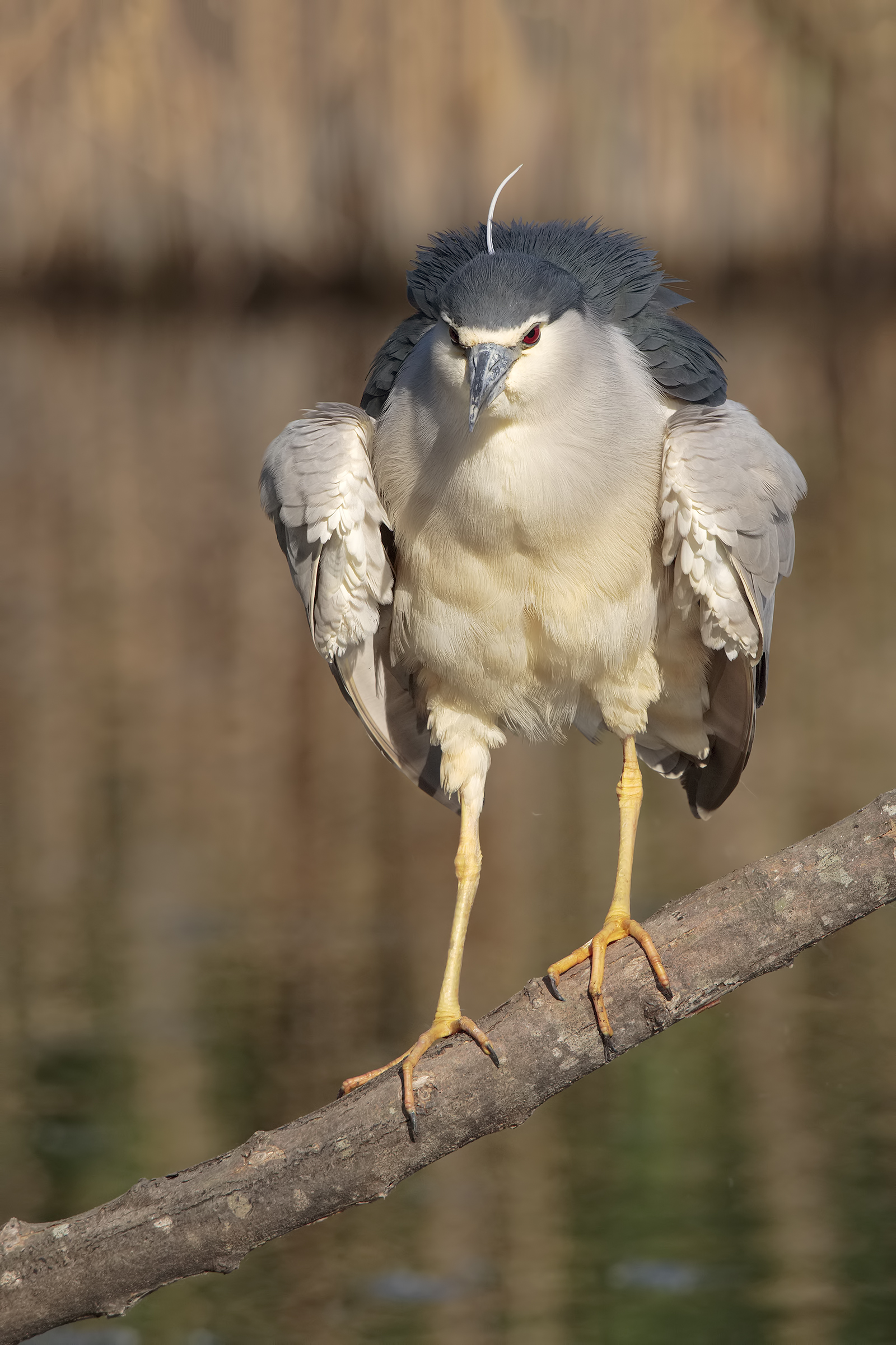 Night Heron