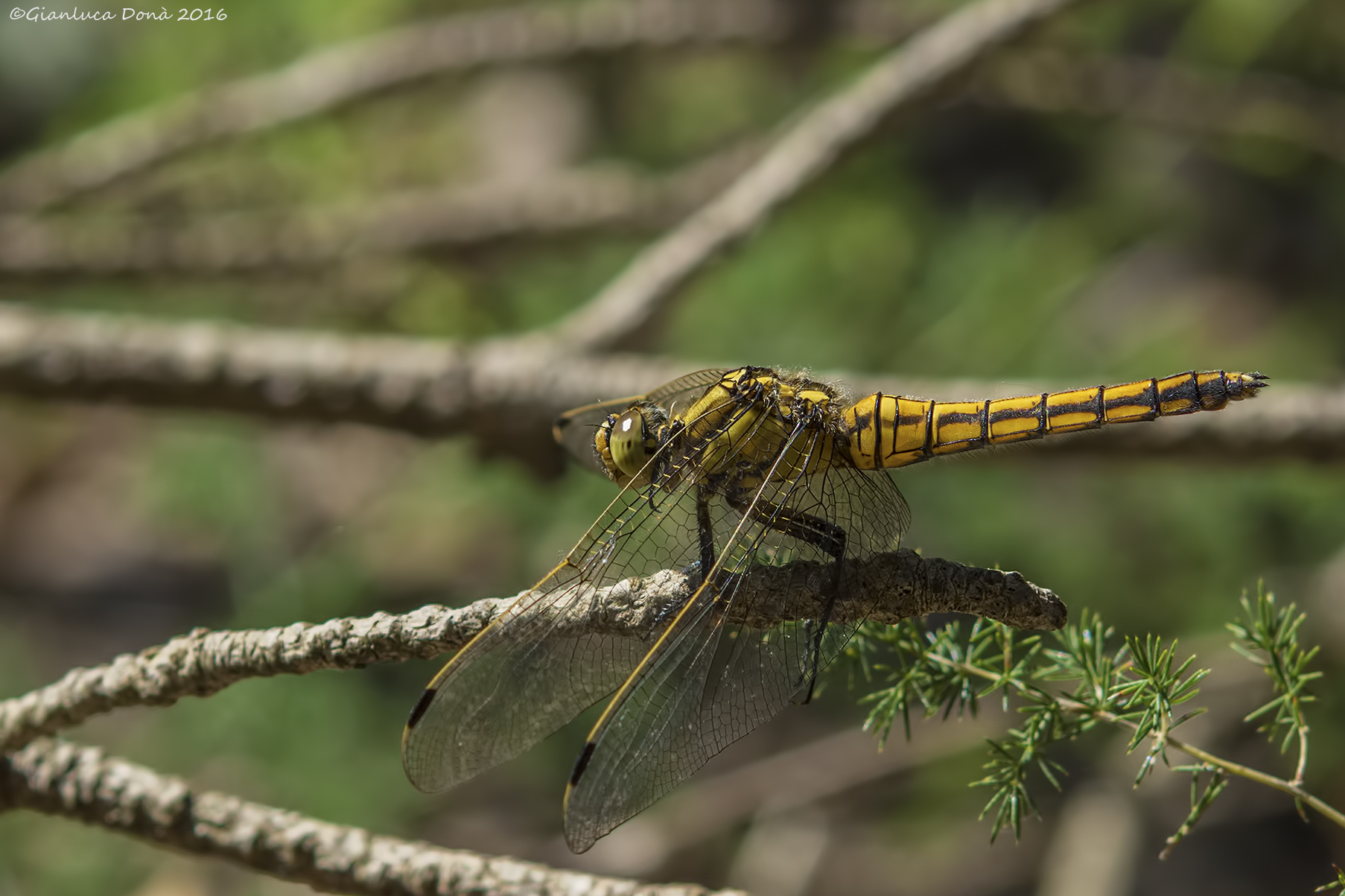 Orthetrum cancellatum Linnaeus, 1758