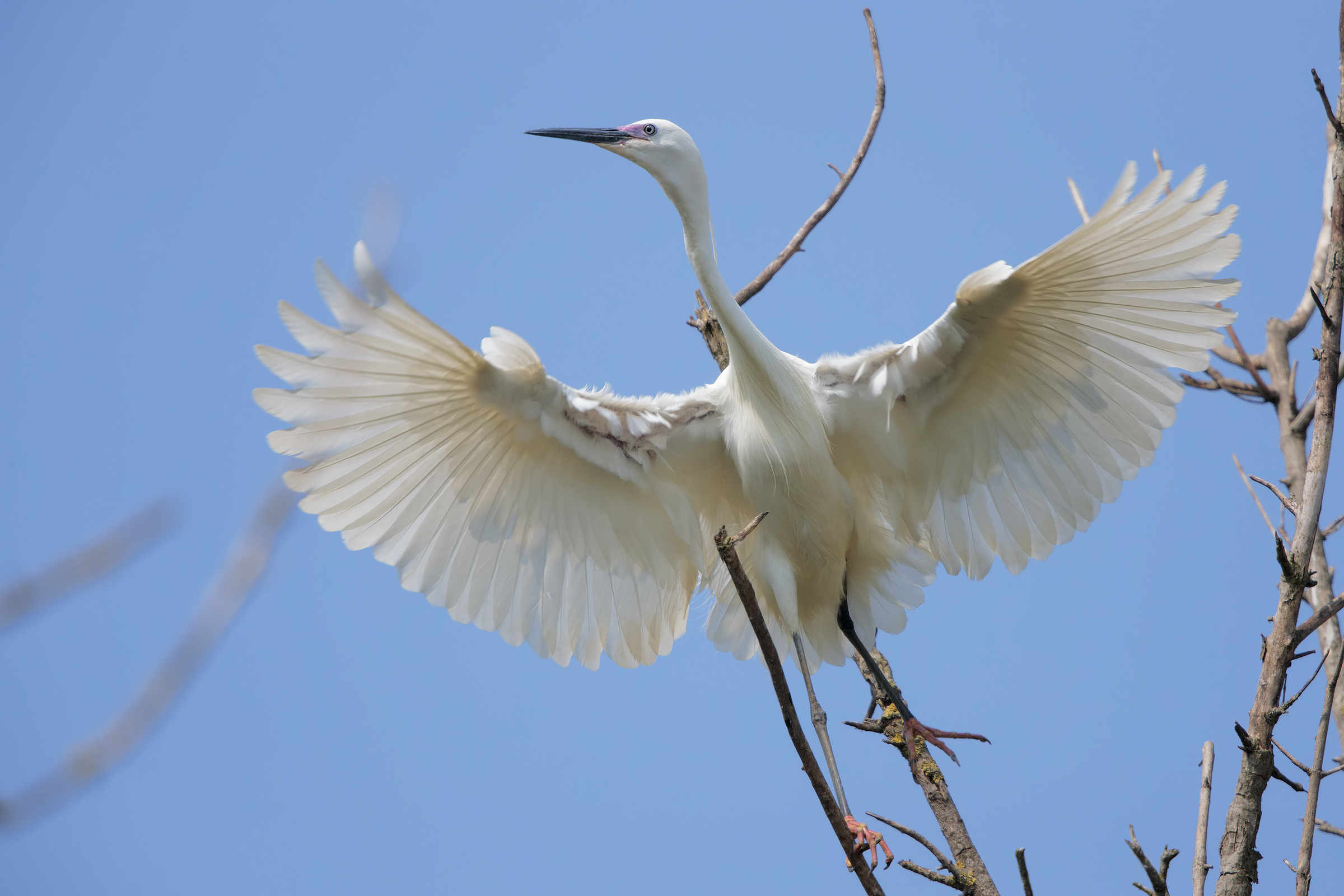 Egret taking off