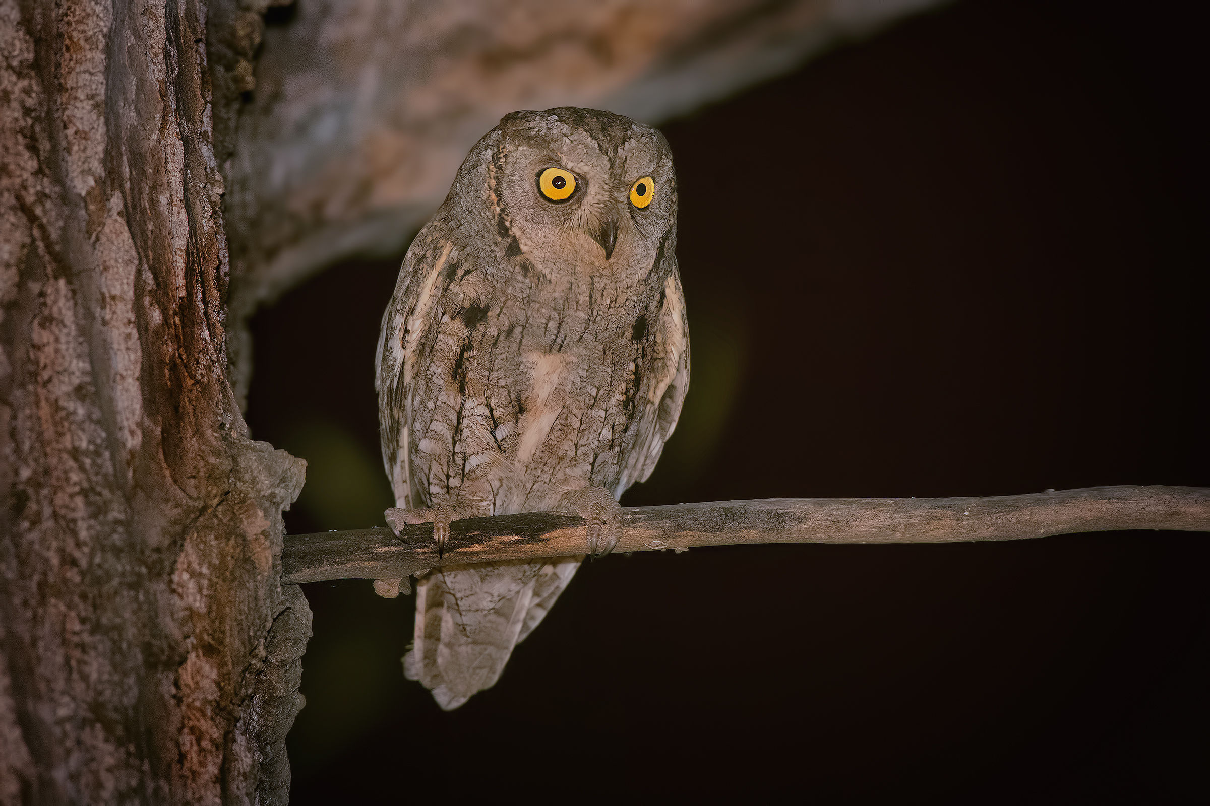 Scops owl Night ....