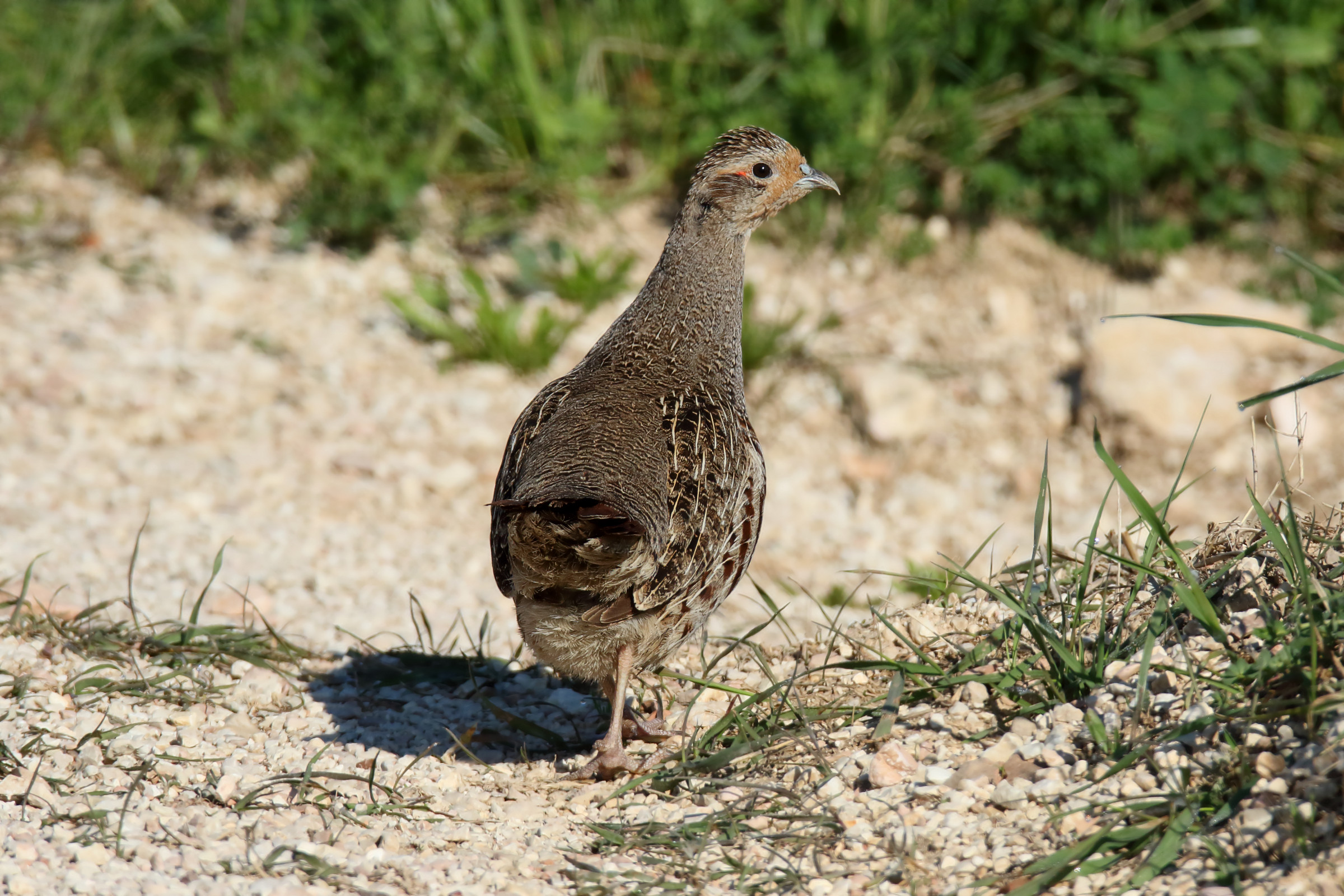 partridge