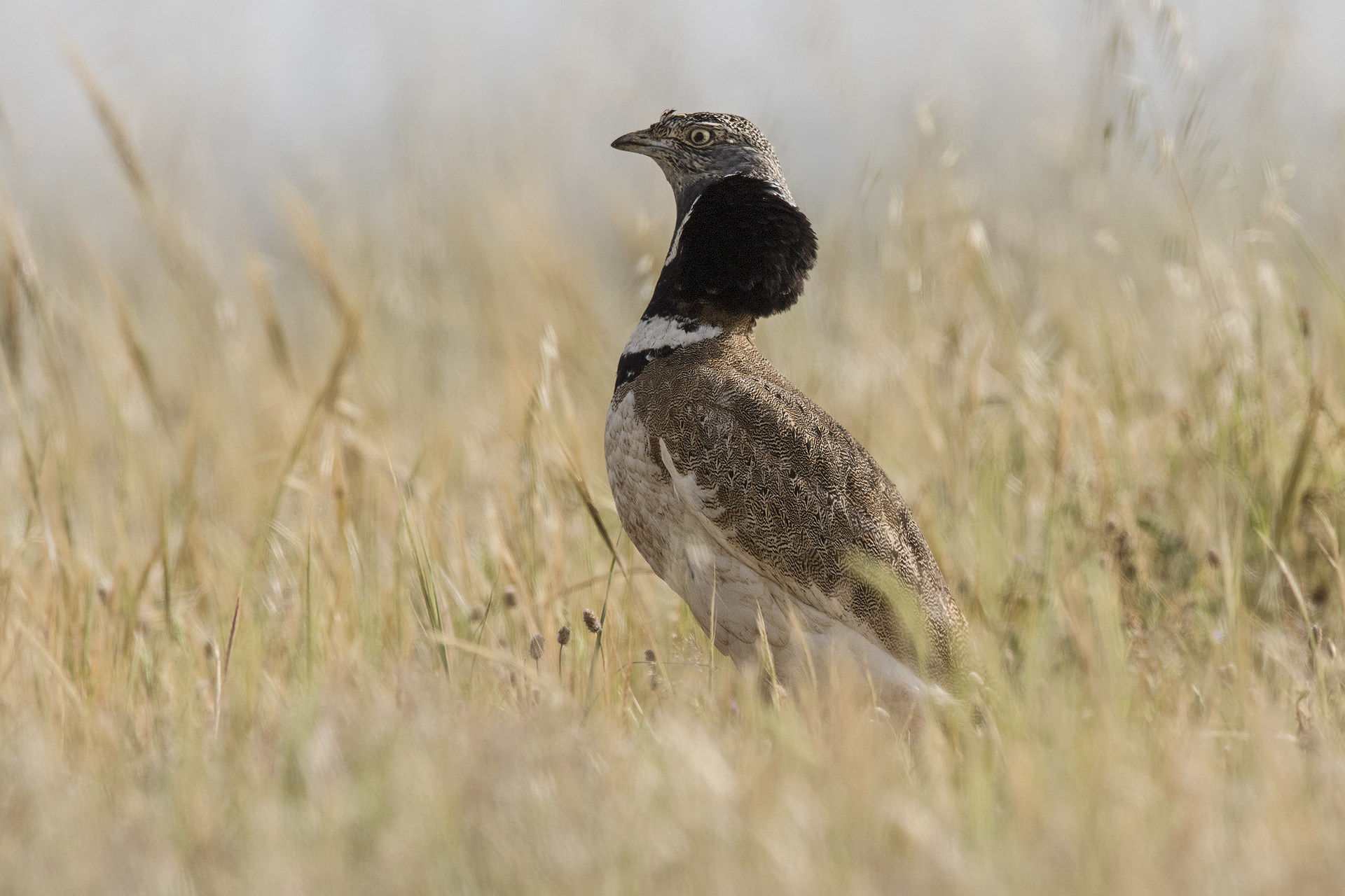 Little Bustard Piana del Coghinas (Tetrax tetrax)