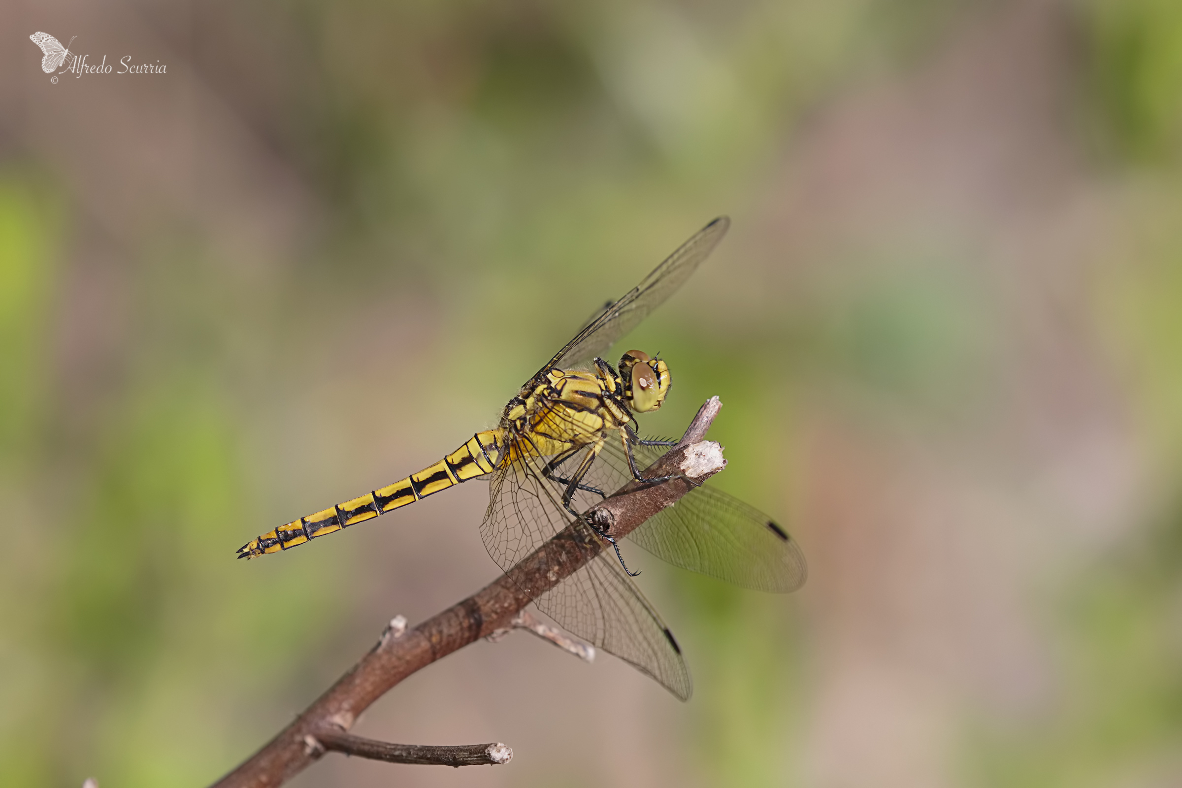 libellula depressa linnaeus