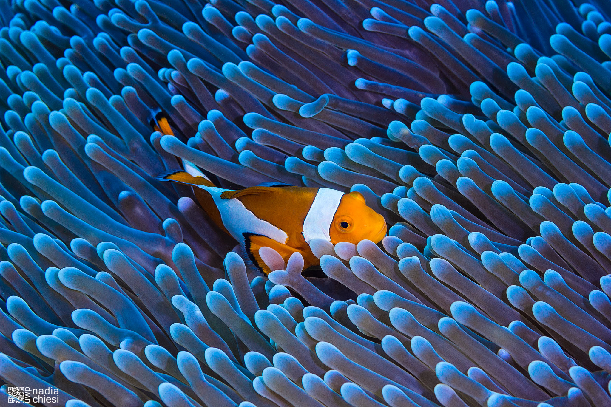 Blue Anemone