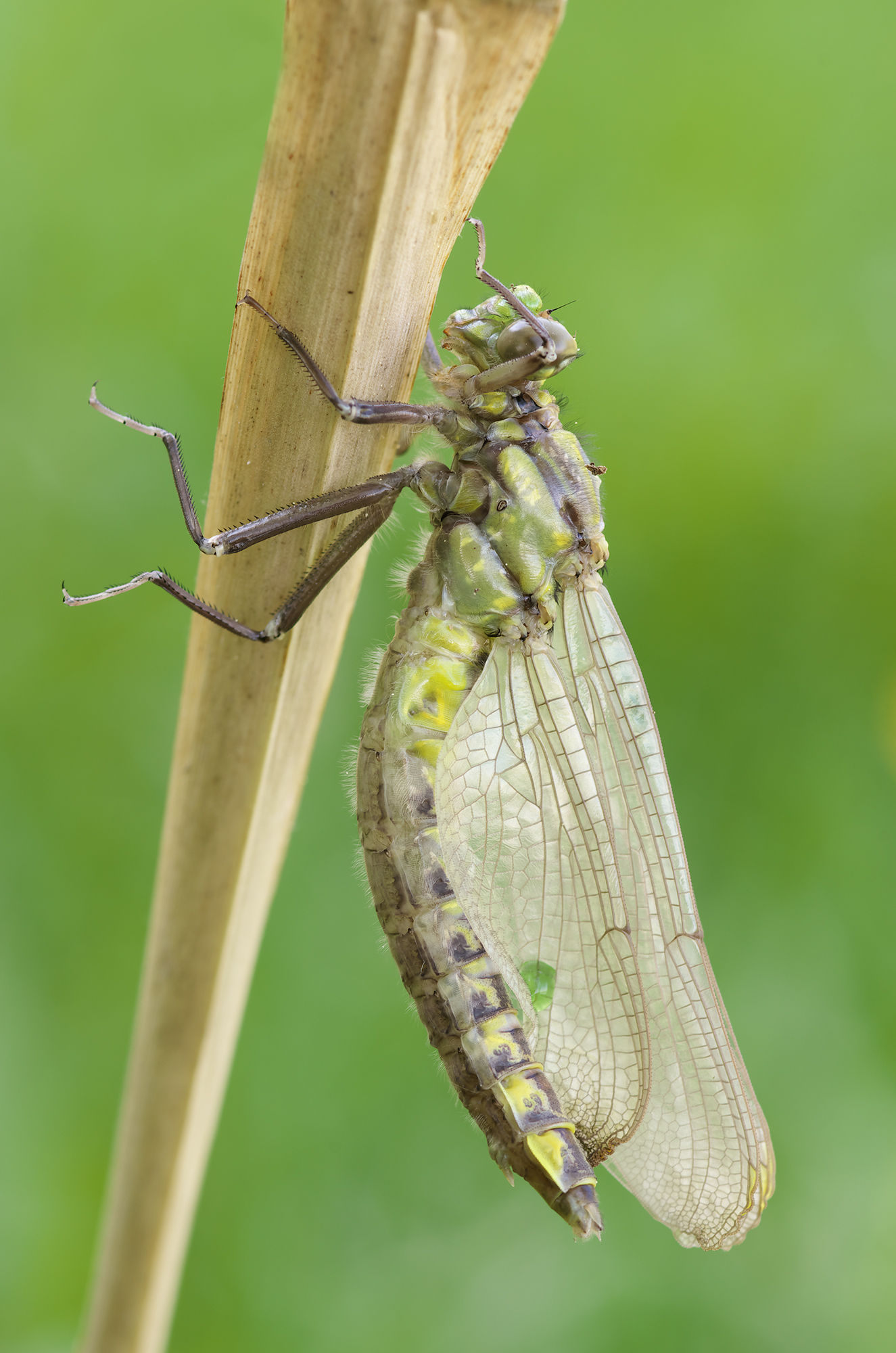 Gomphus vulgatissimus