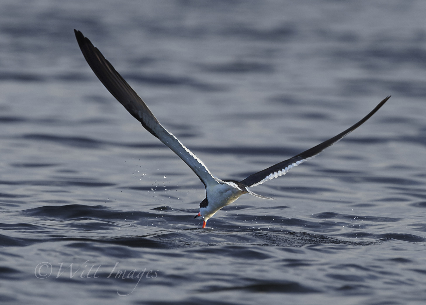 Black Skimmer doing what he does best
