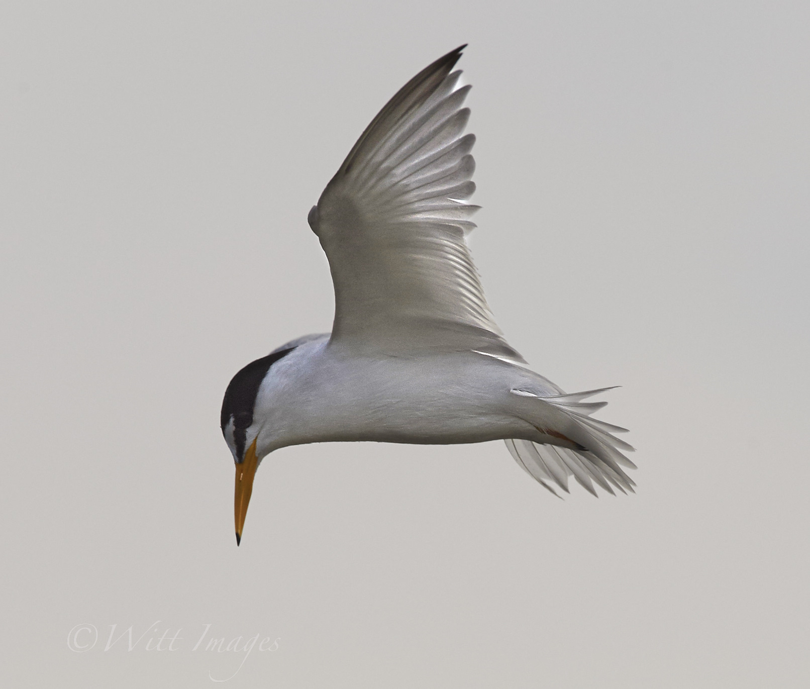 Tern that wouldn't fly still