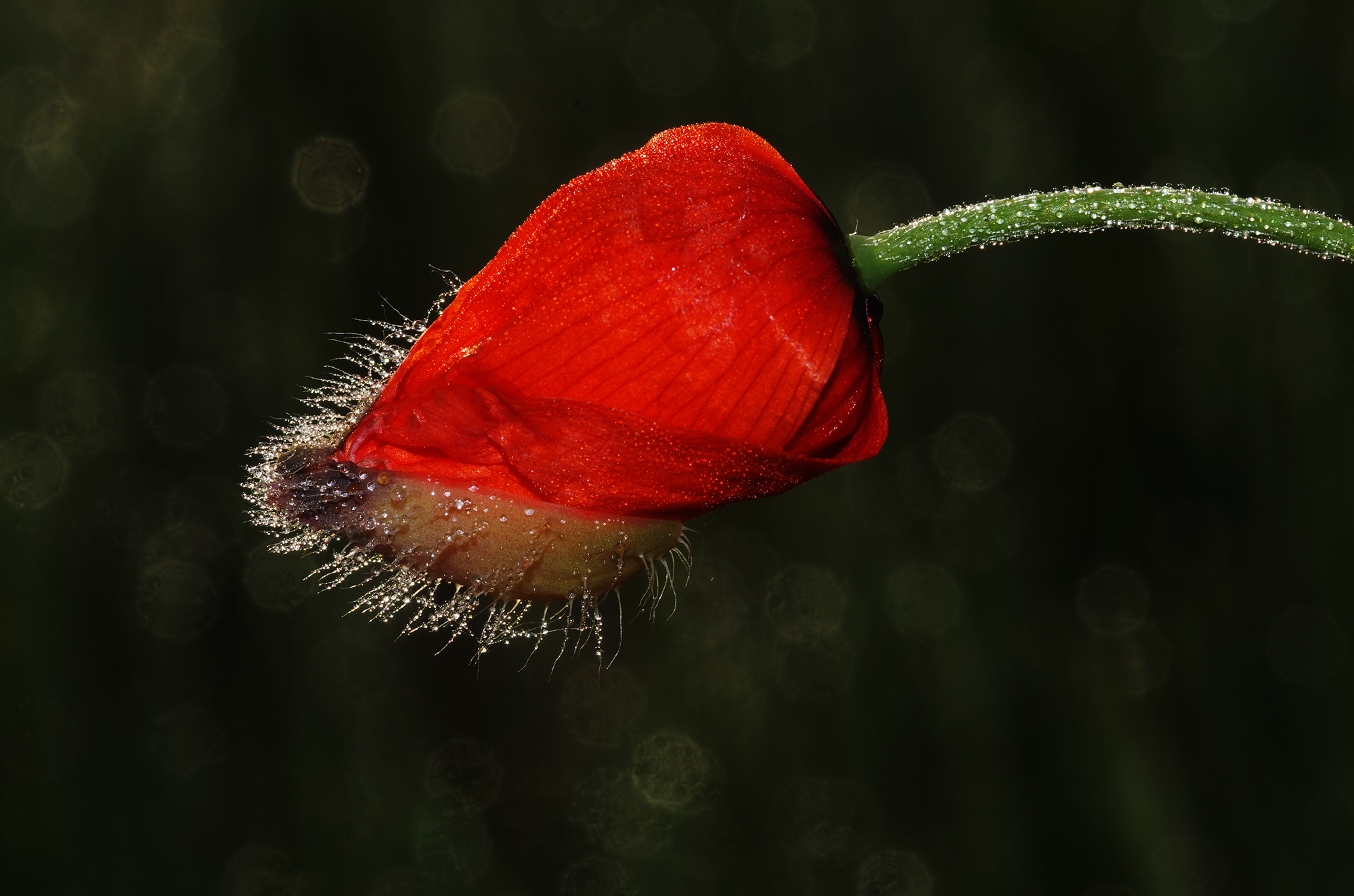 Poppy awakening
