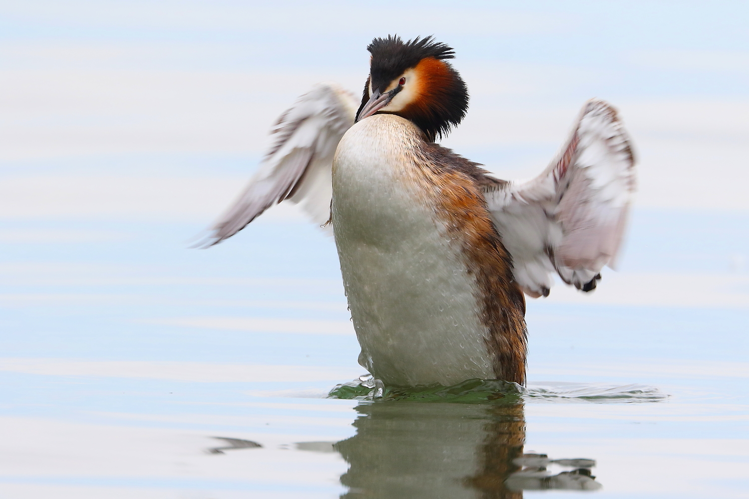 Great Crested Grebe