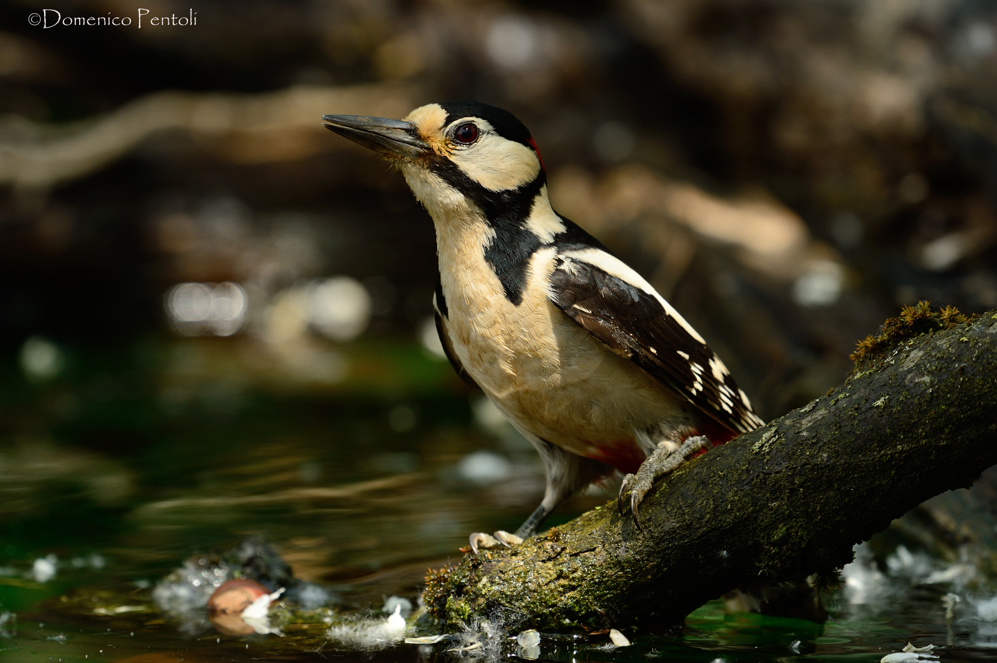 Picchio Rosso all'abbeverata