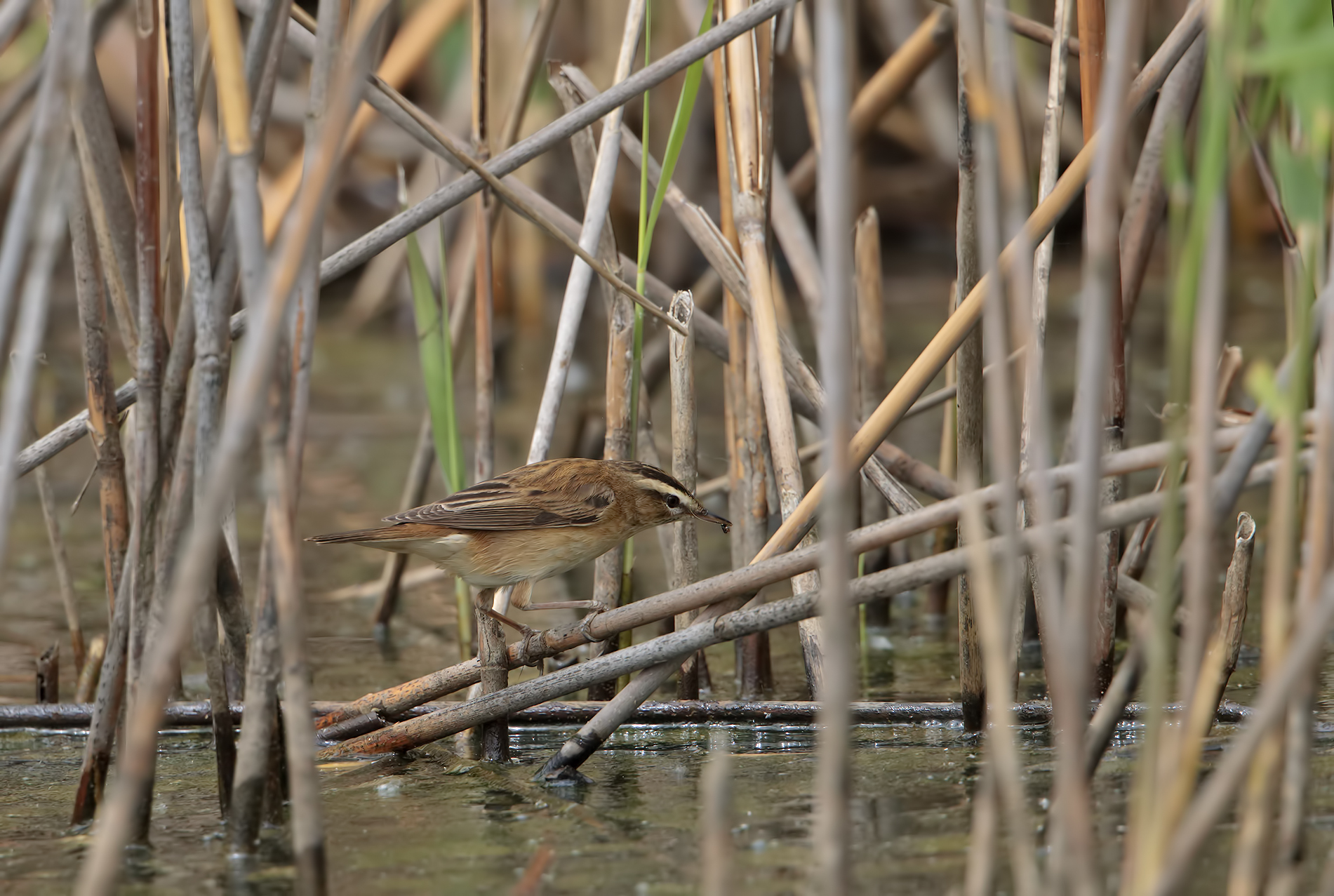 Forapaglie comune (con preda) ambientato
