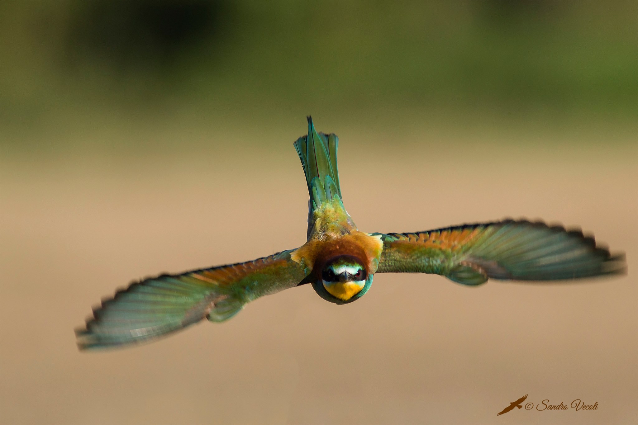 Bee-eater in ... Volo d'Angelo