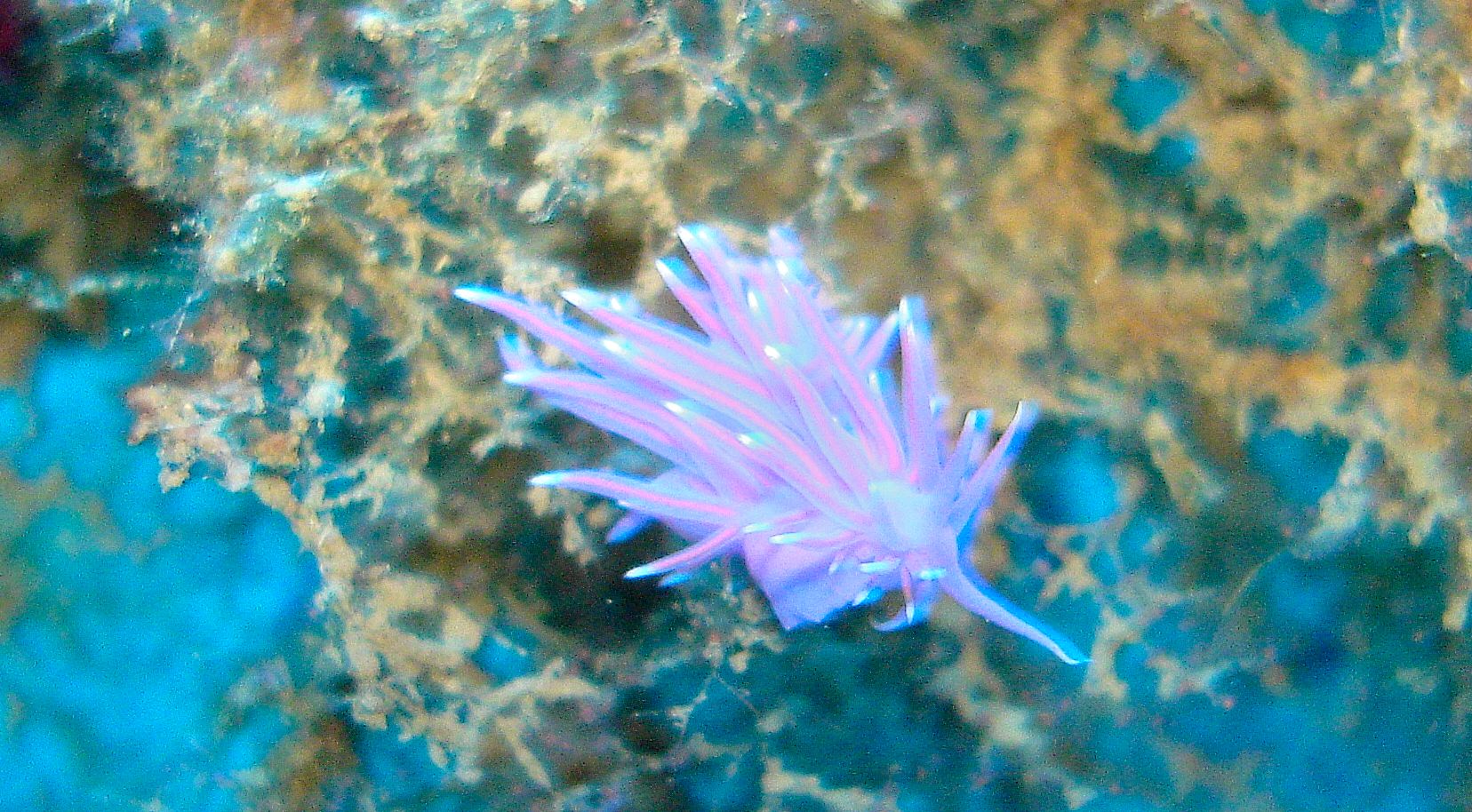 flabellina