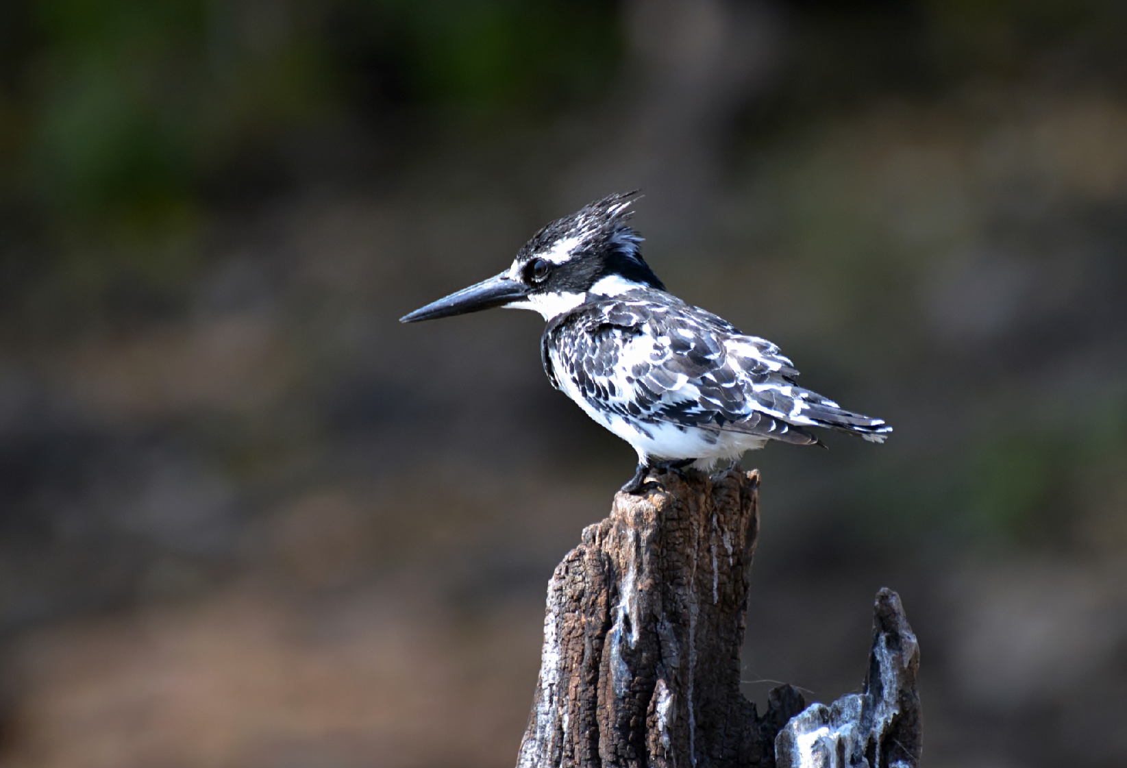 Memories of Africa ... yet!