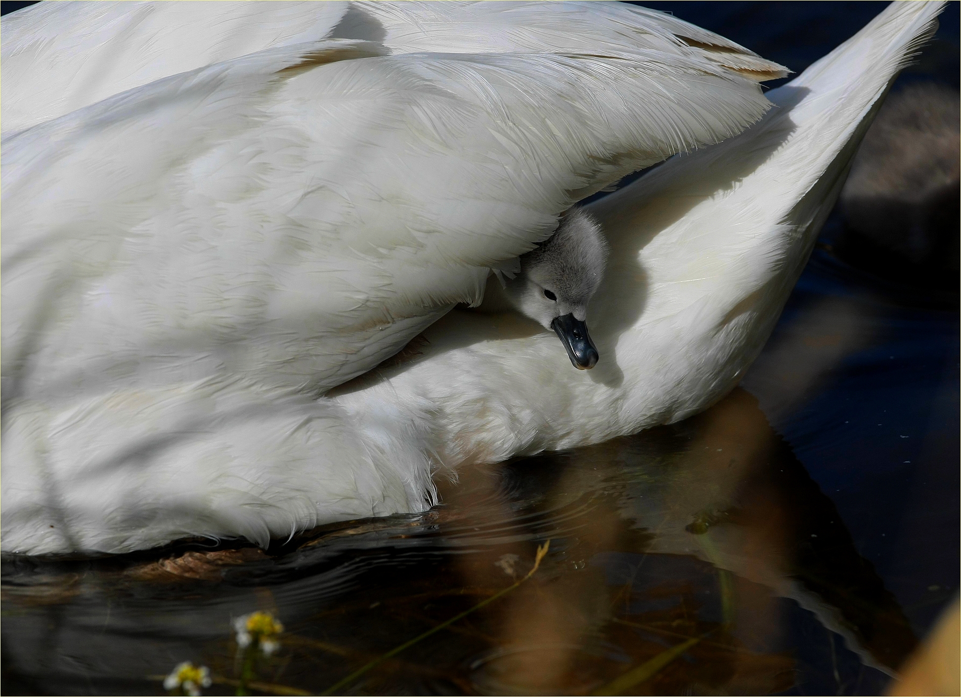 ,, Swans, walking with mom ,,