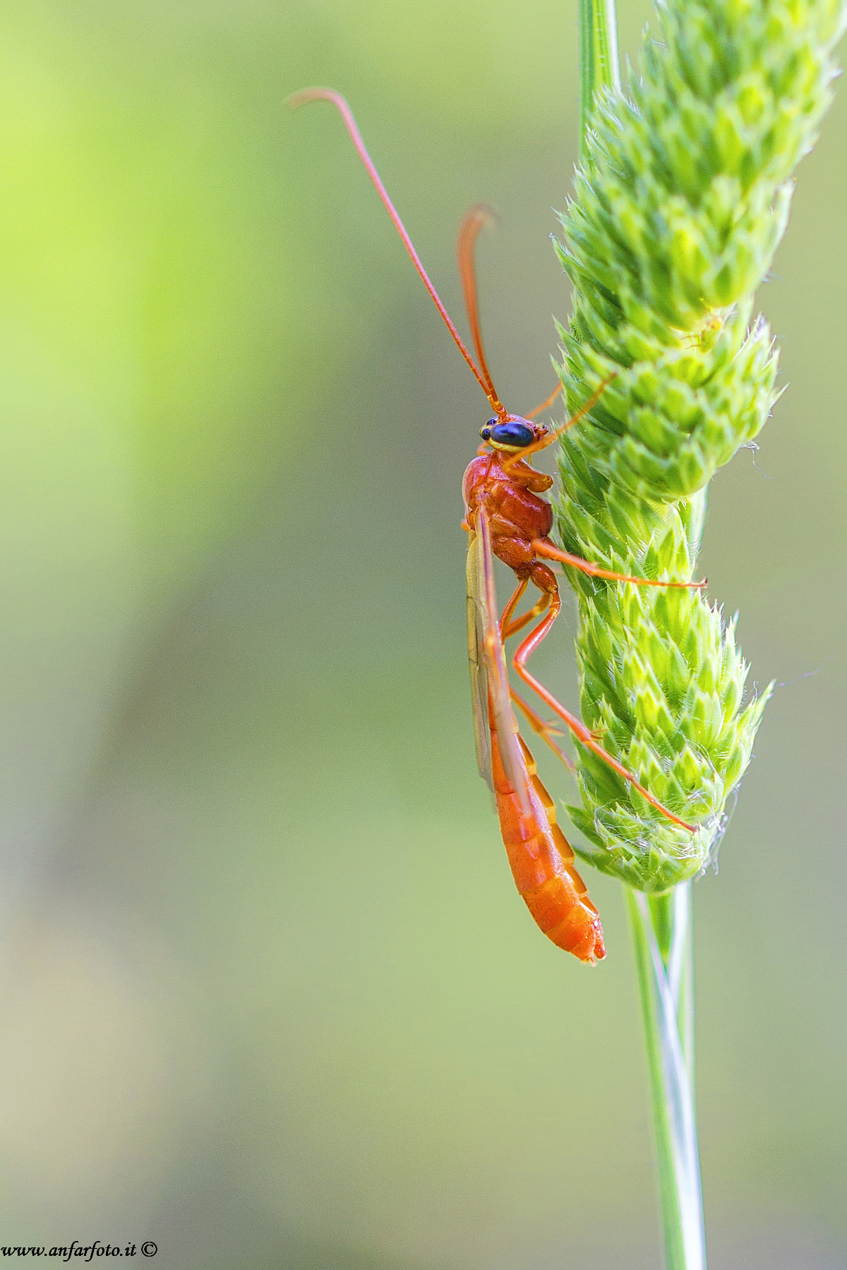Netelia sp. (Ichneumonidae Tryphoninae)
