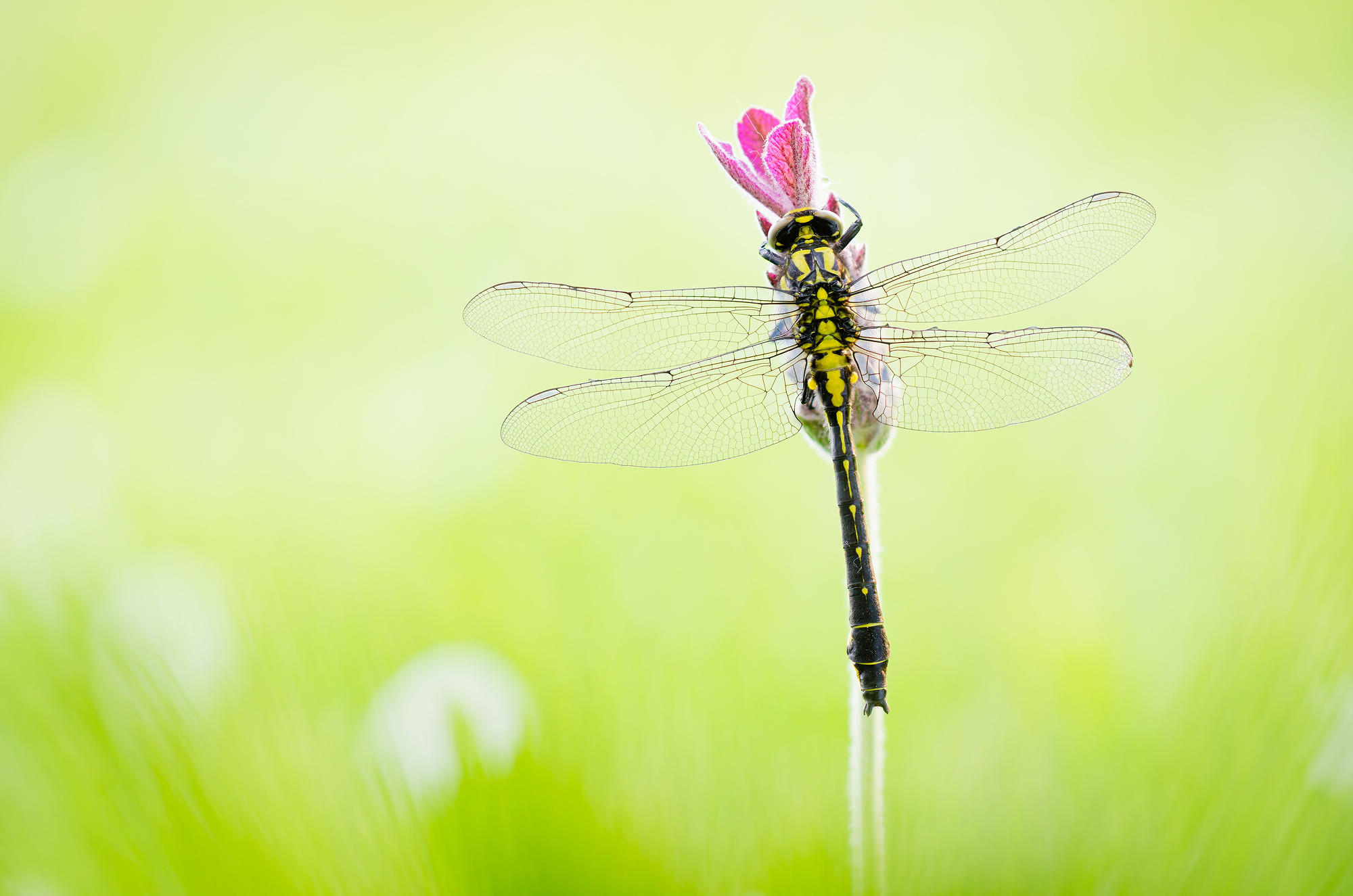 Gomphus vulgatissimus