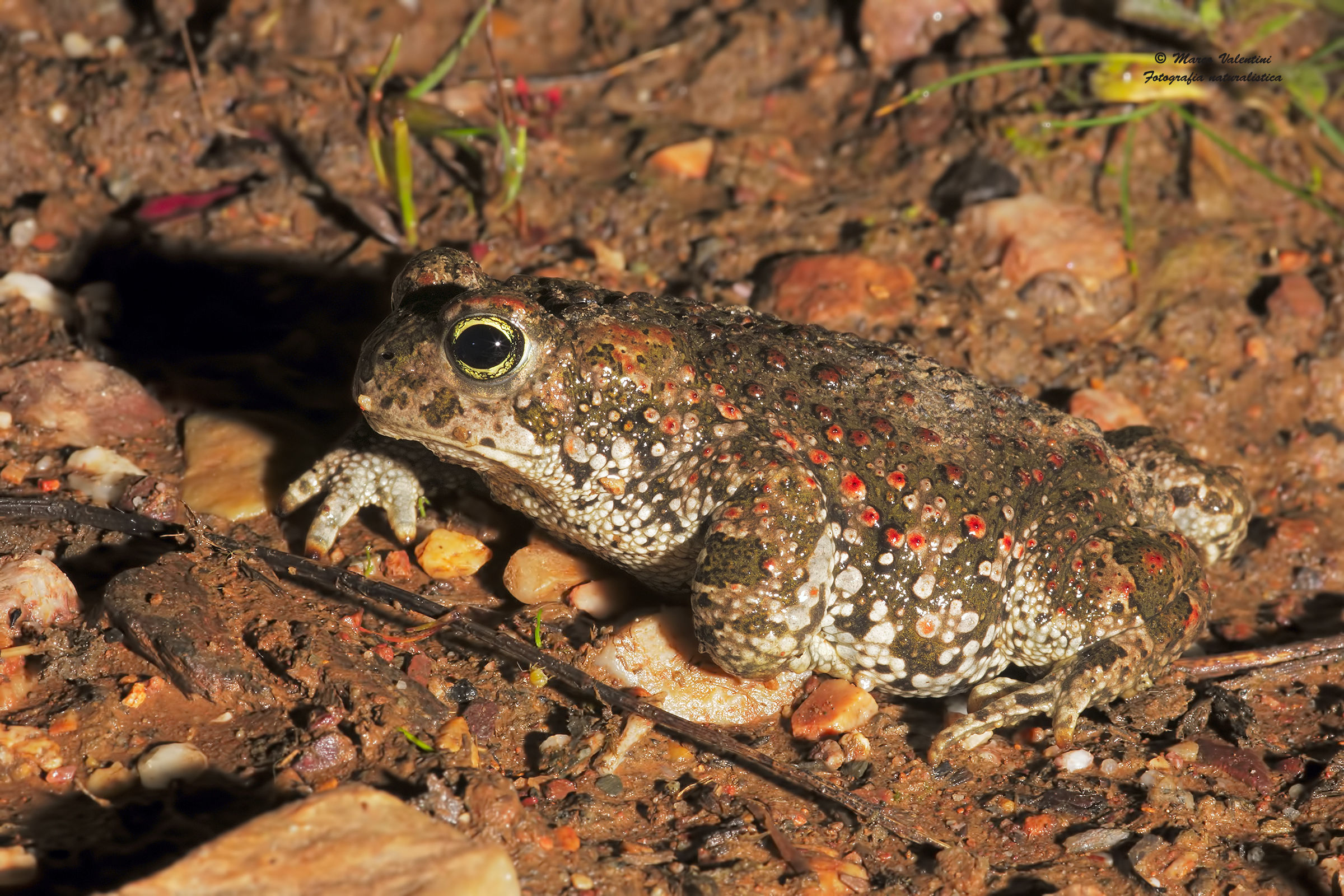 natterjack toad