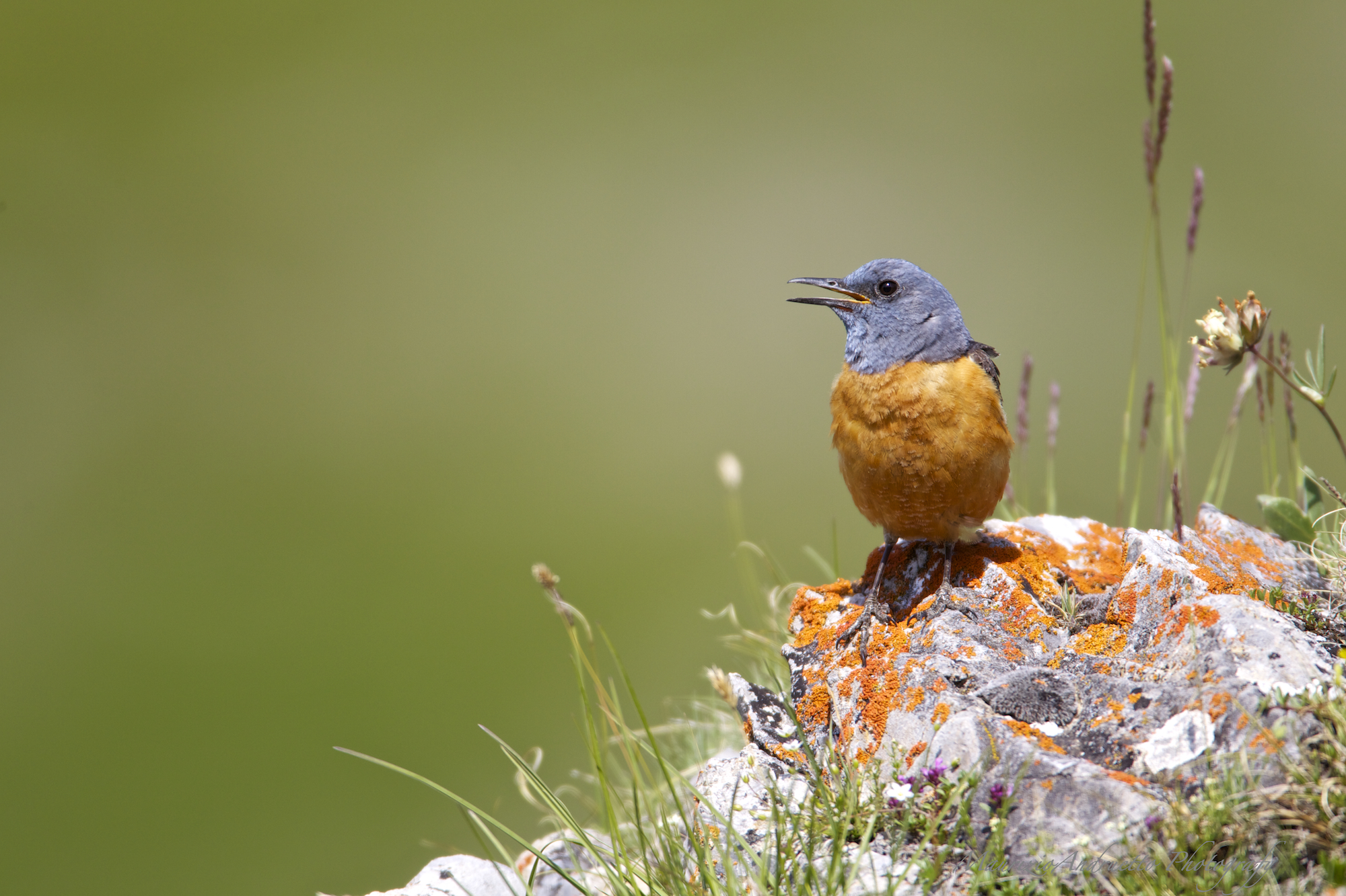 Rock Thrush / Monticola saxatilis