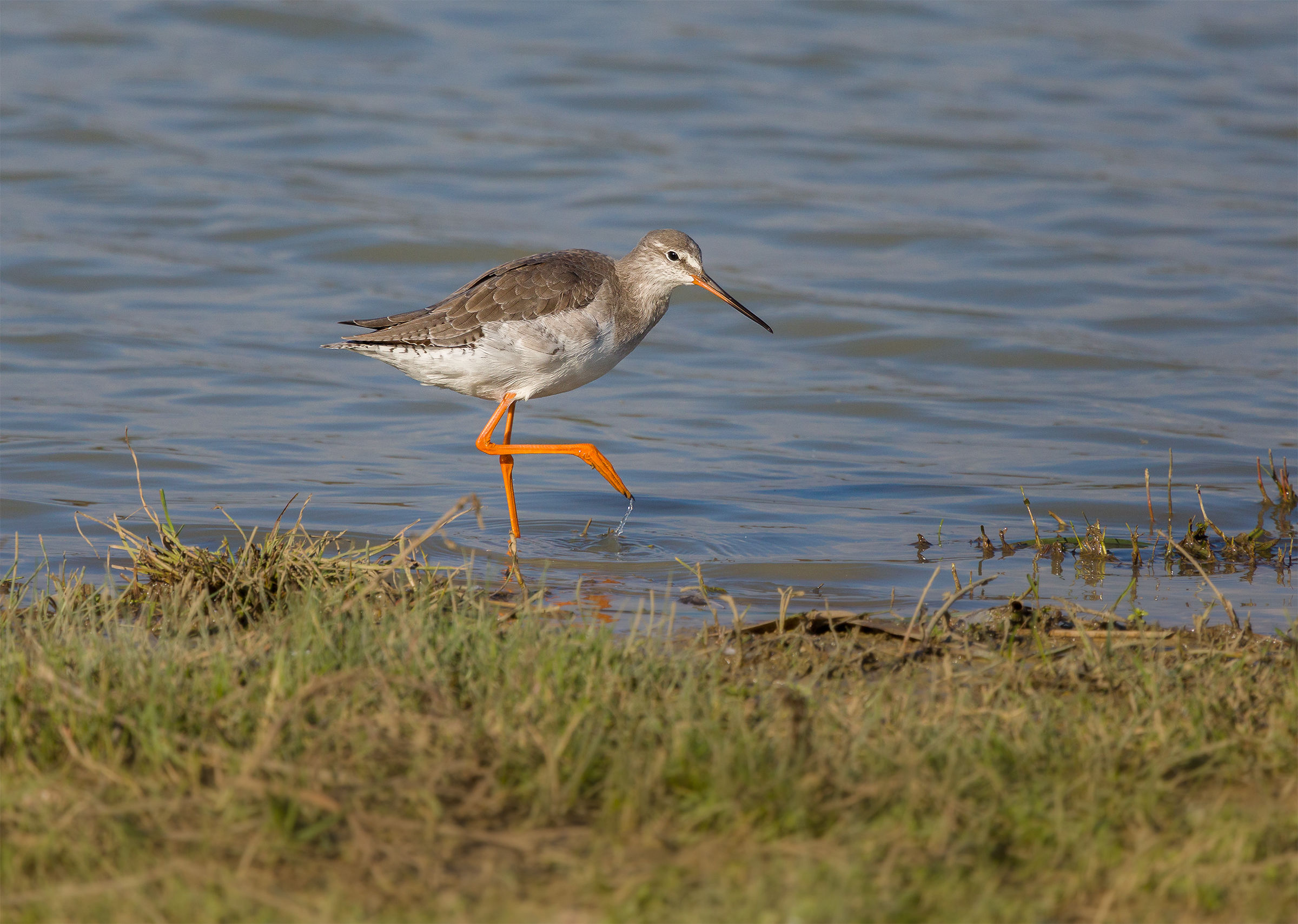 Spotted Redshank