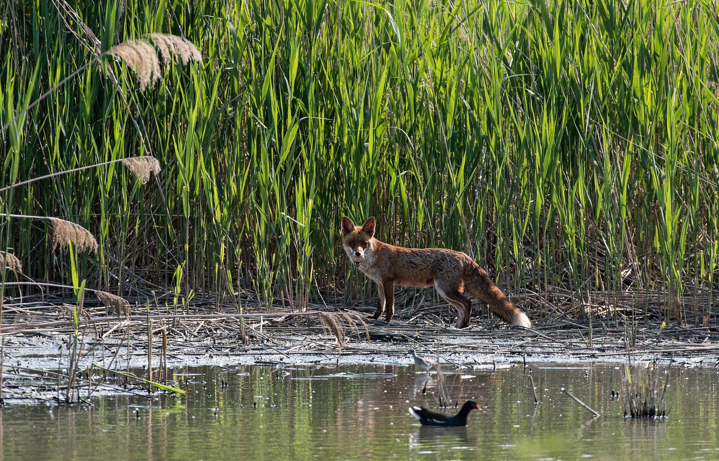 Fox with egg, in the distance