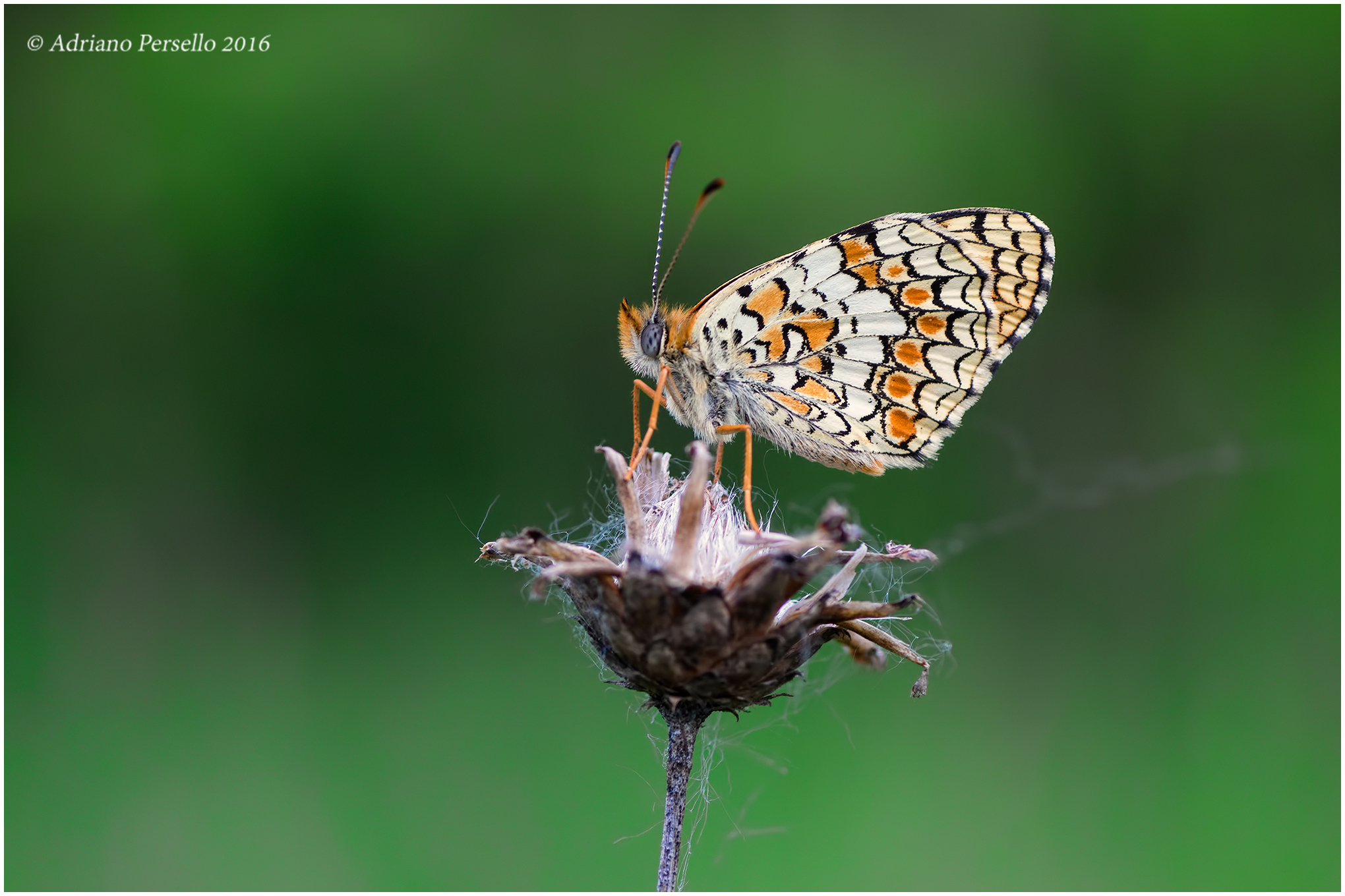 Melitaea didyma