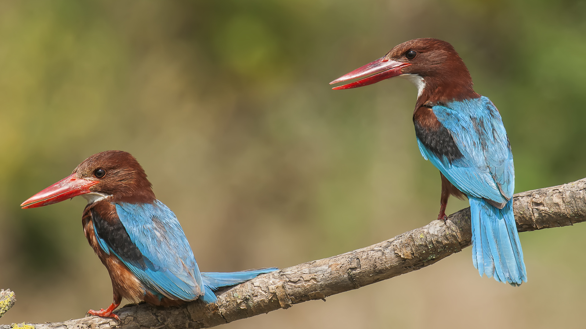 White-throated Kingfisher