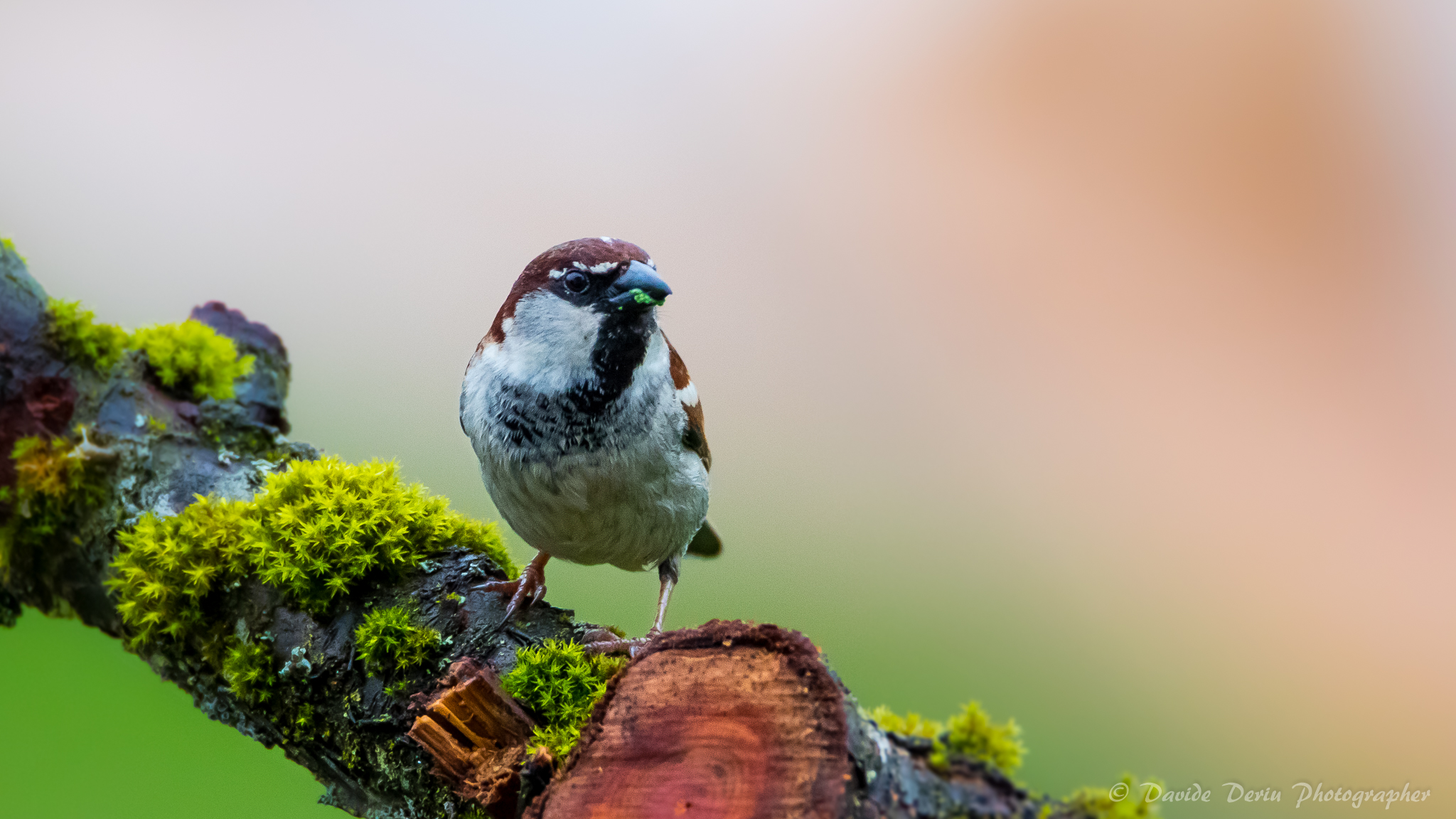 Sparrow in search of musk